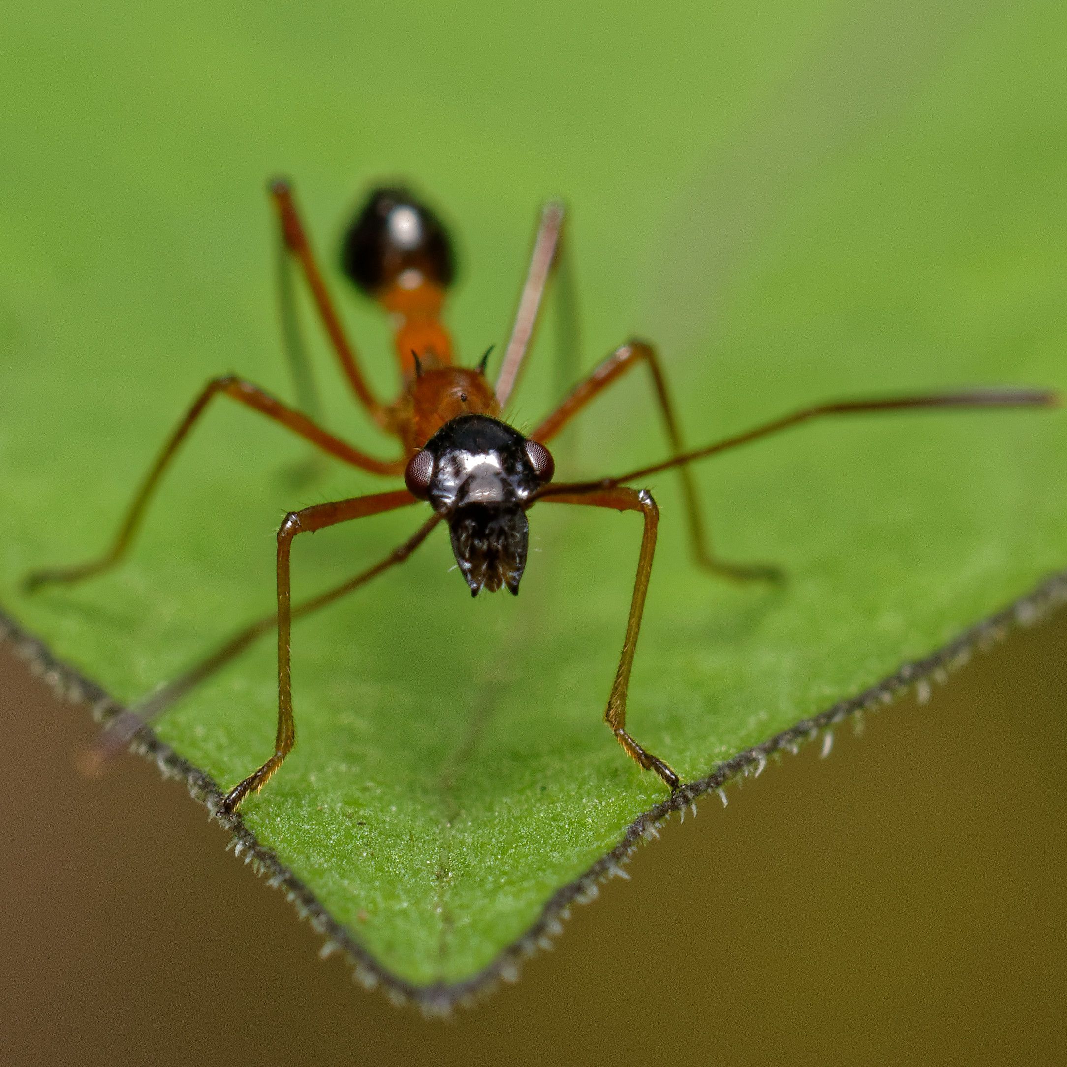 Ant