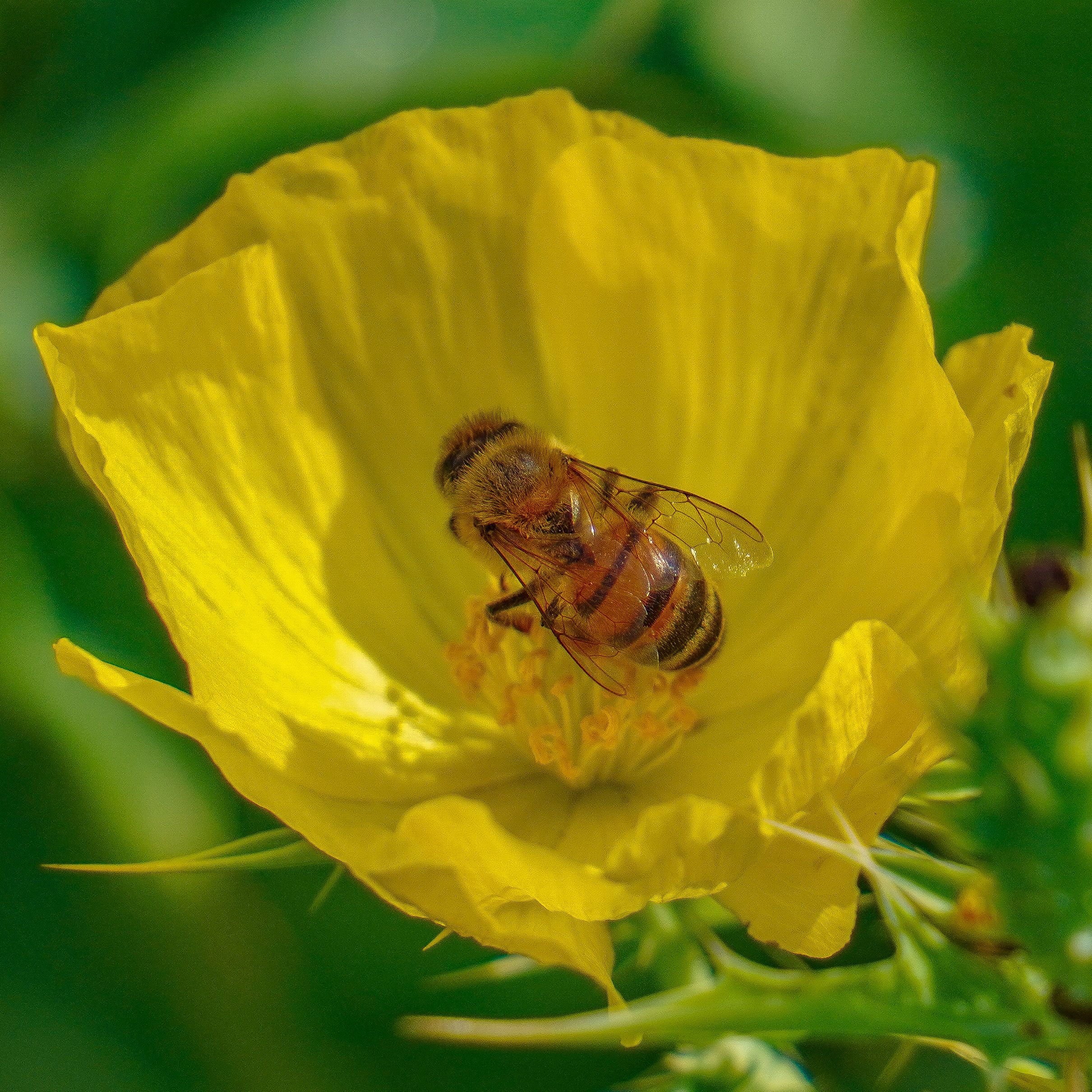 Bee
