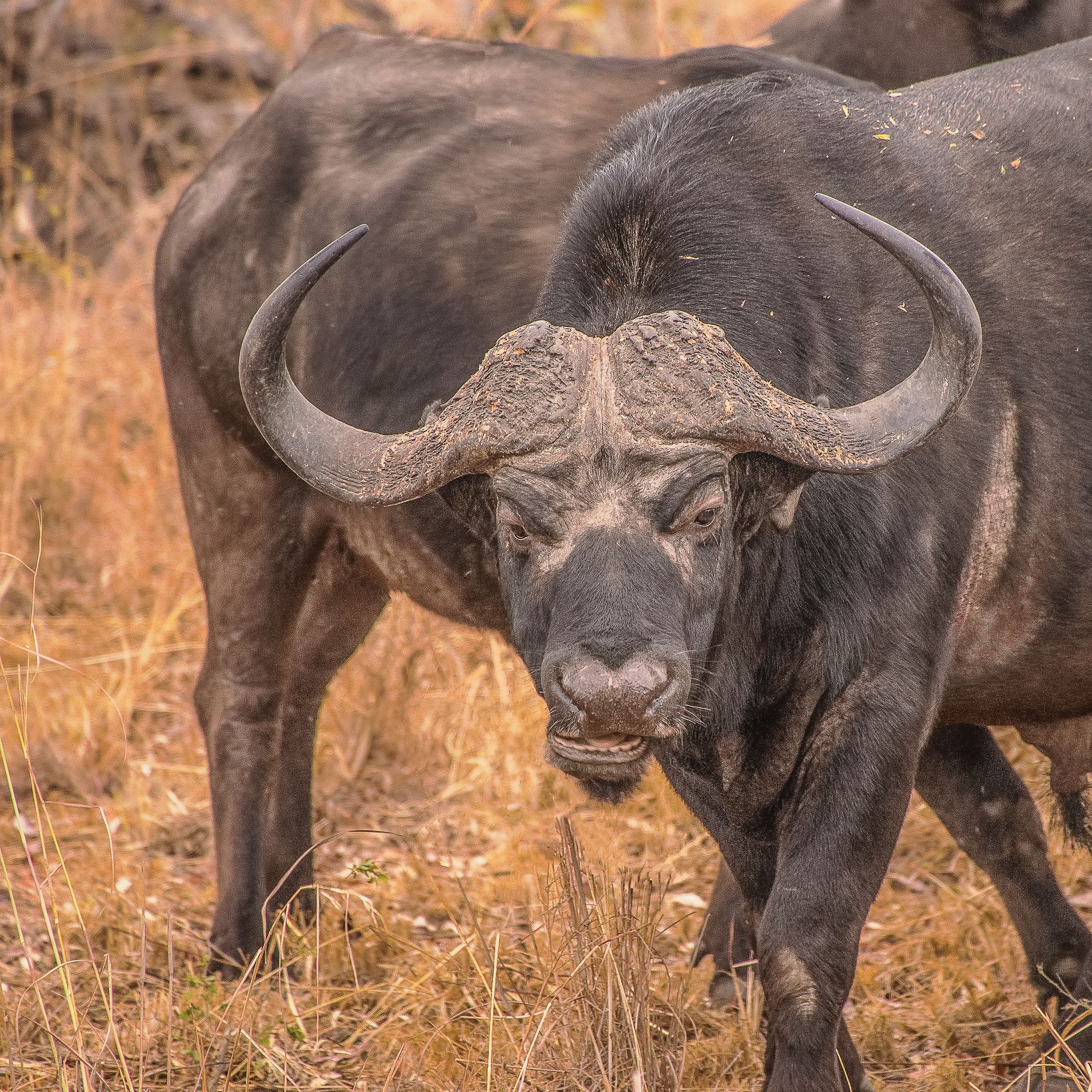Buffalo