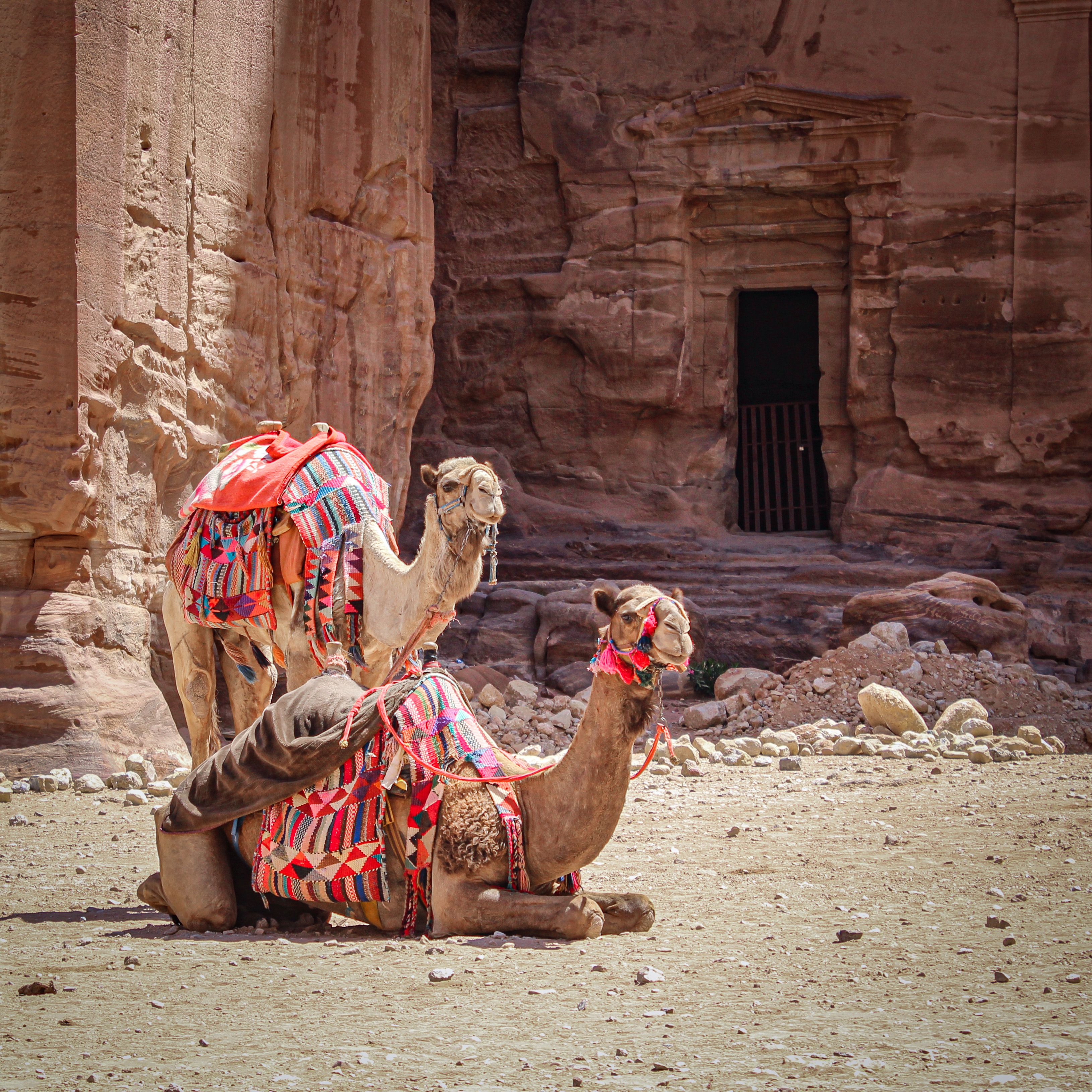 Camel