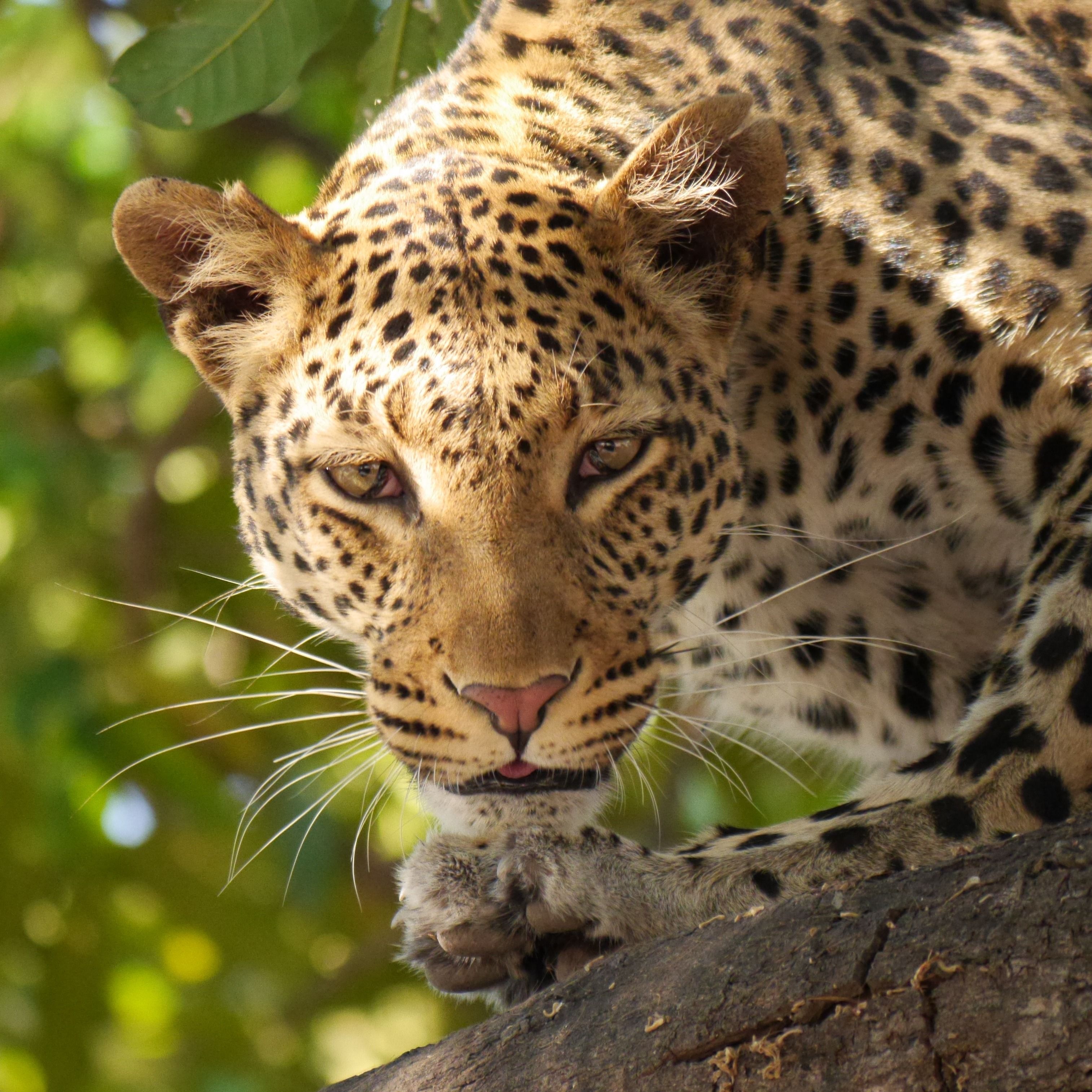 Cheetah