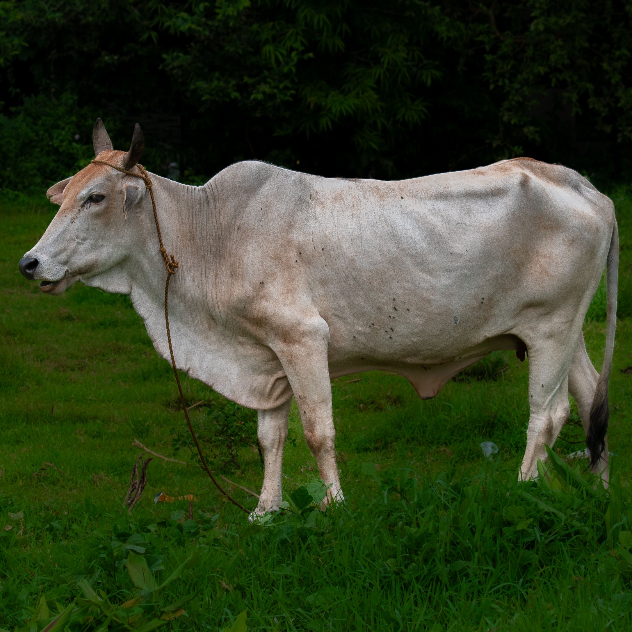 Cow