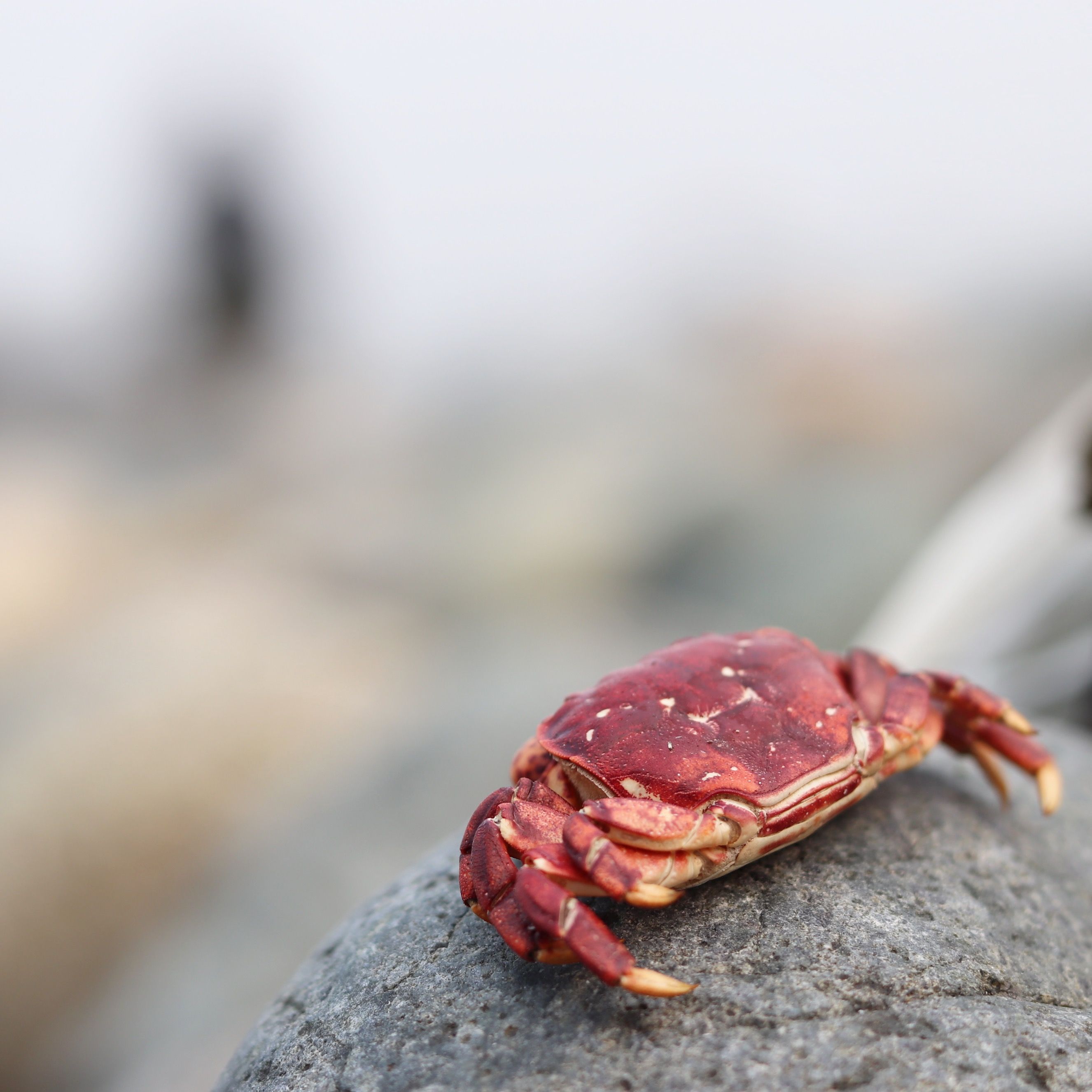 Crab