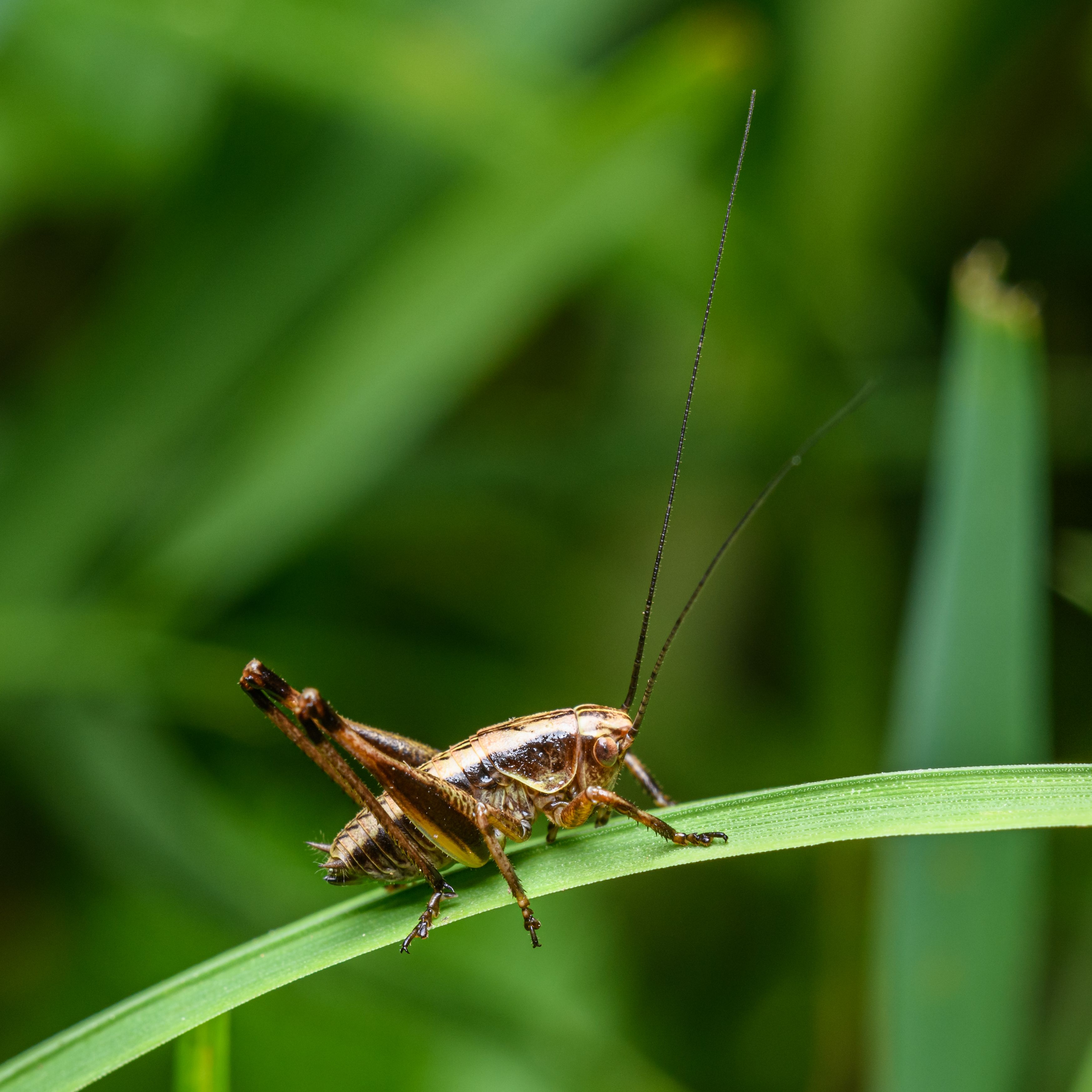 Cricket