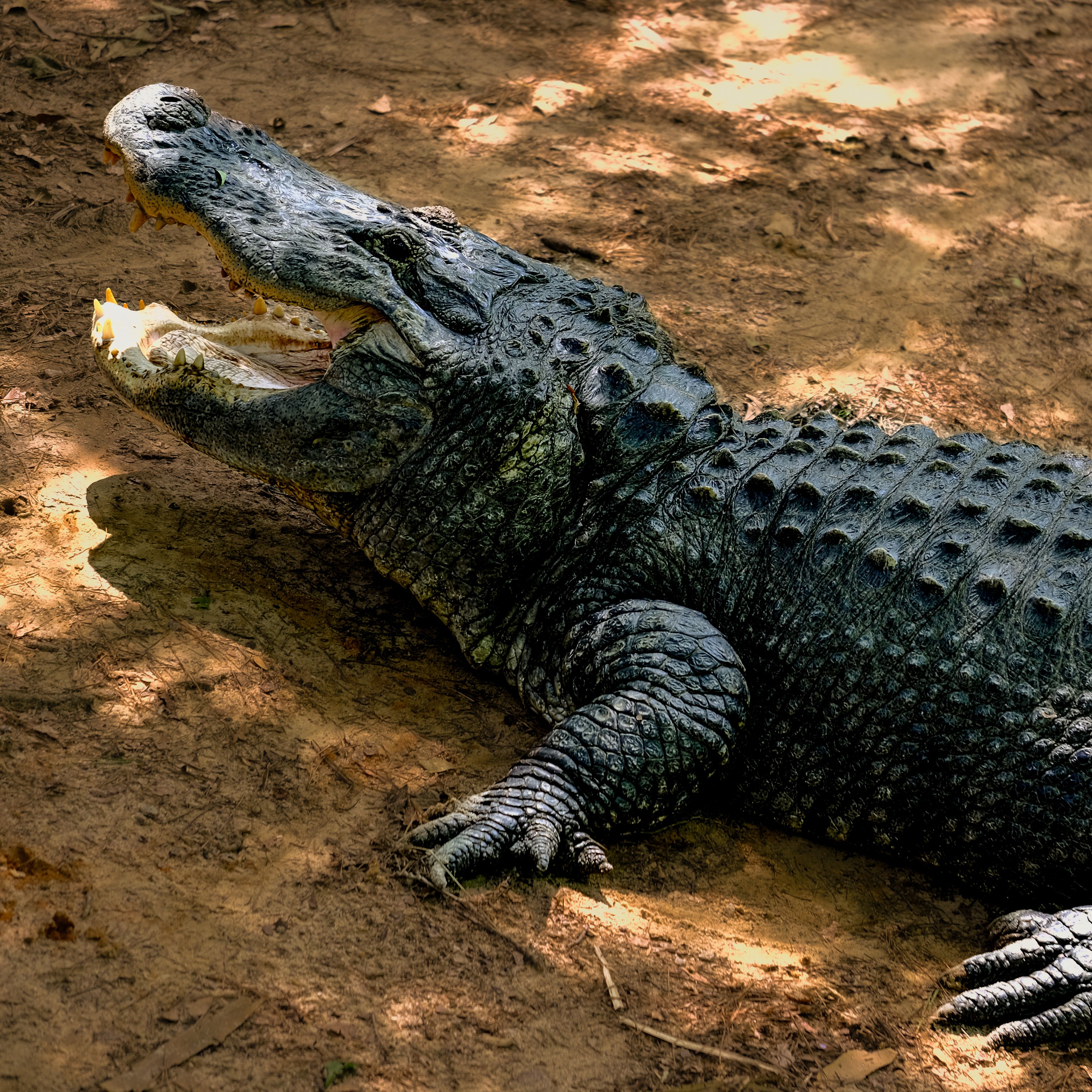 Crocodile