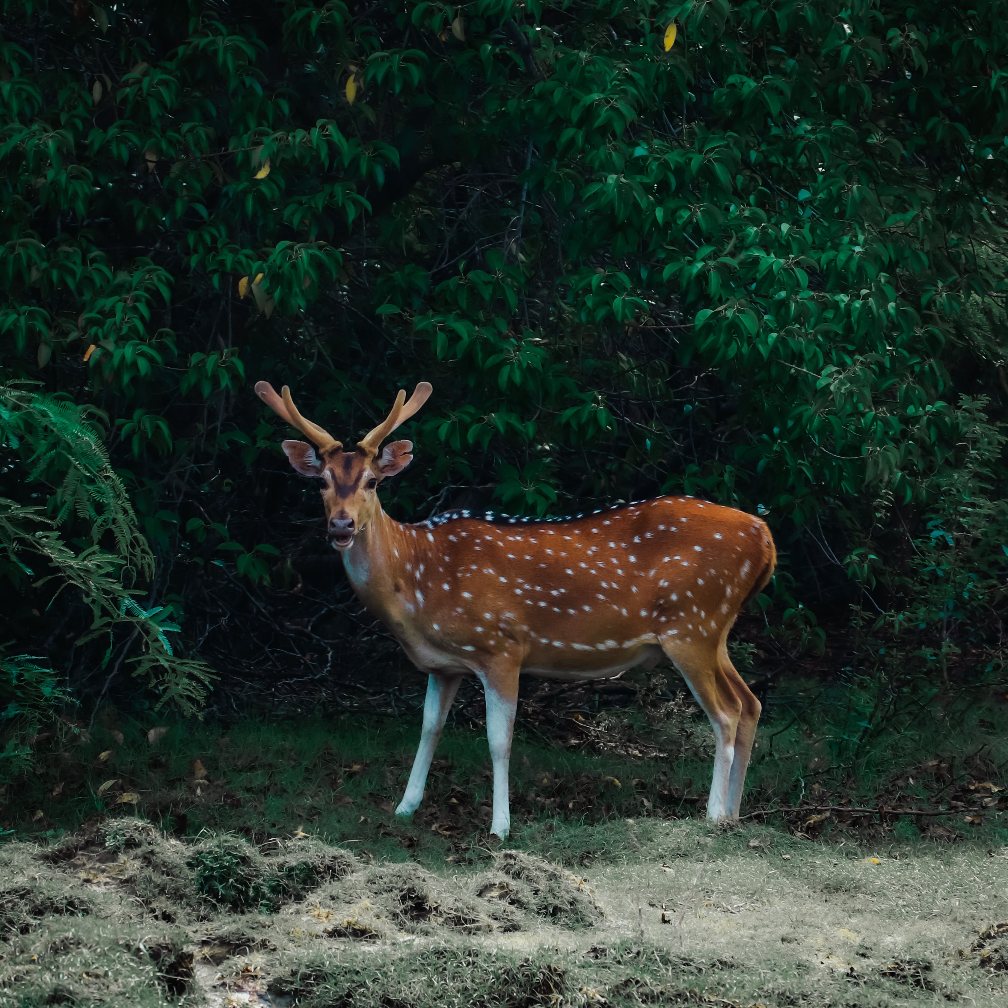 Deer