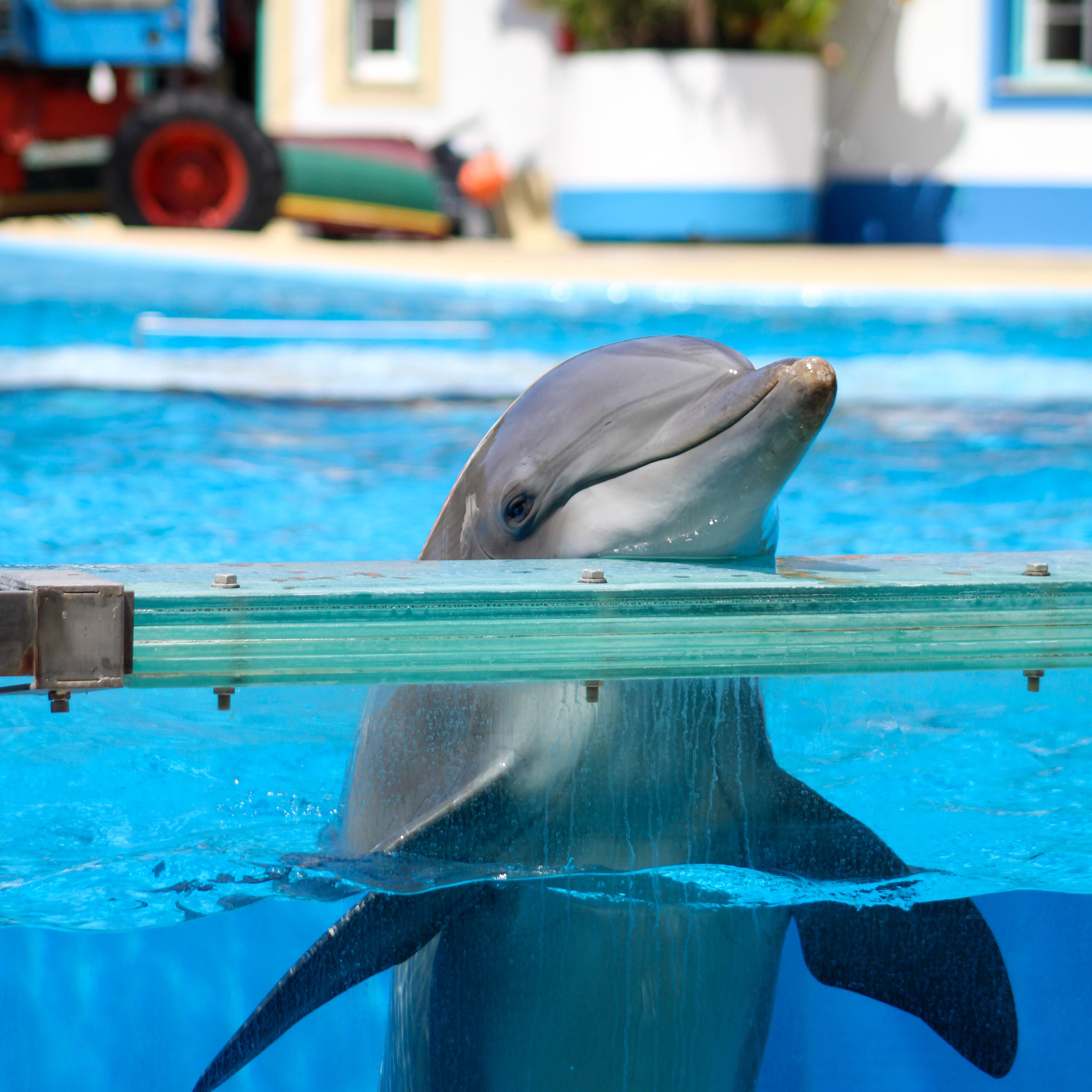 Dolphin