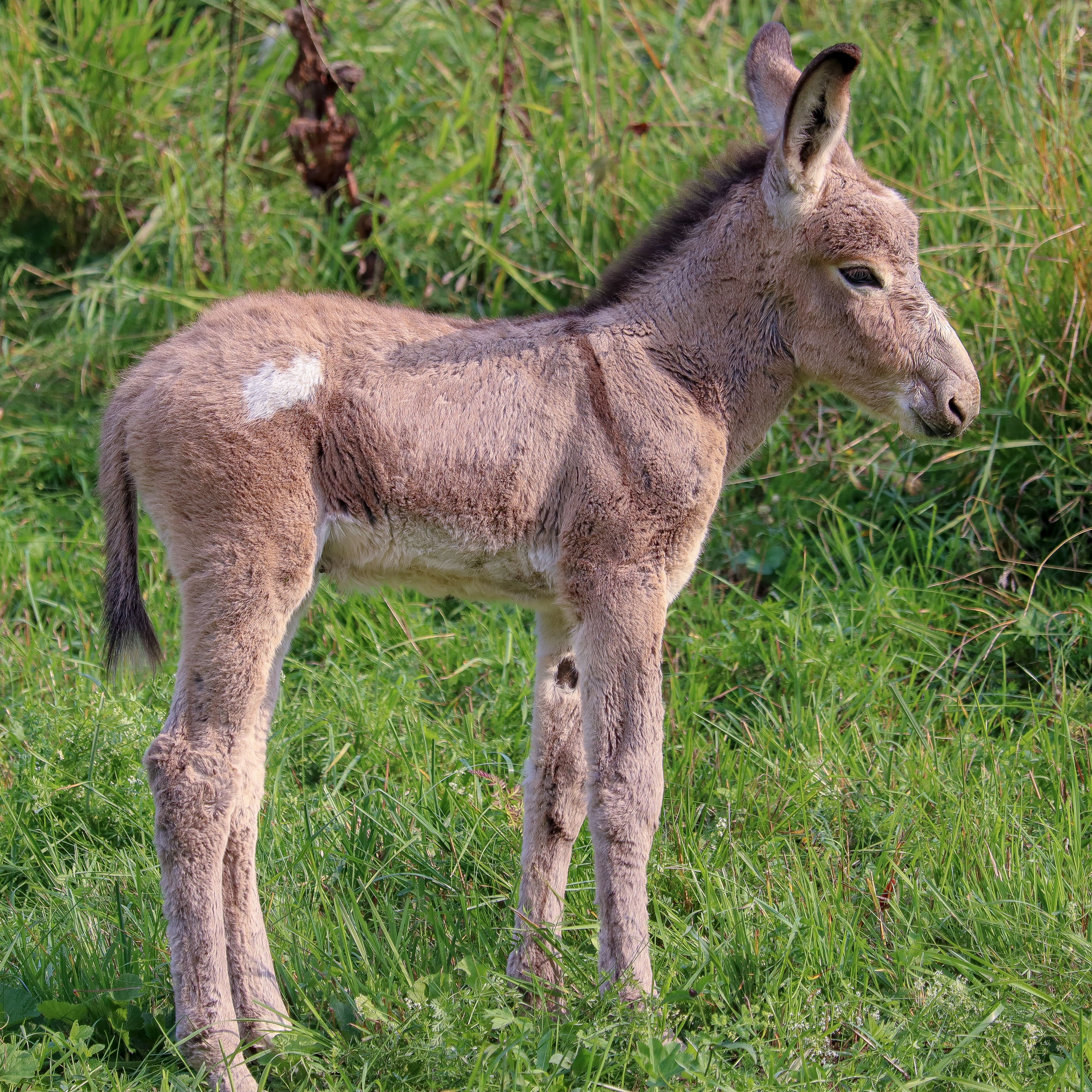 Donkey