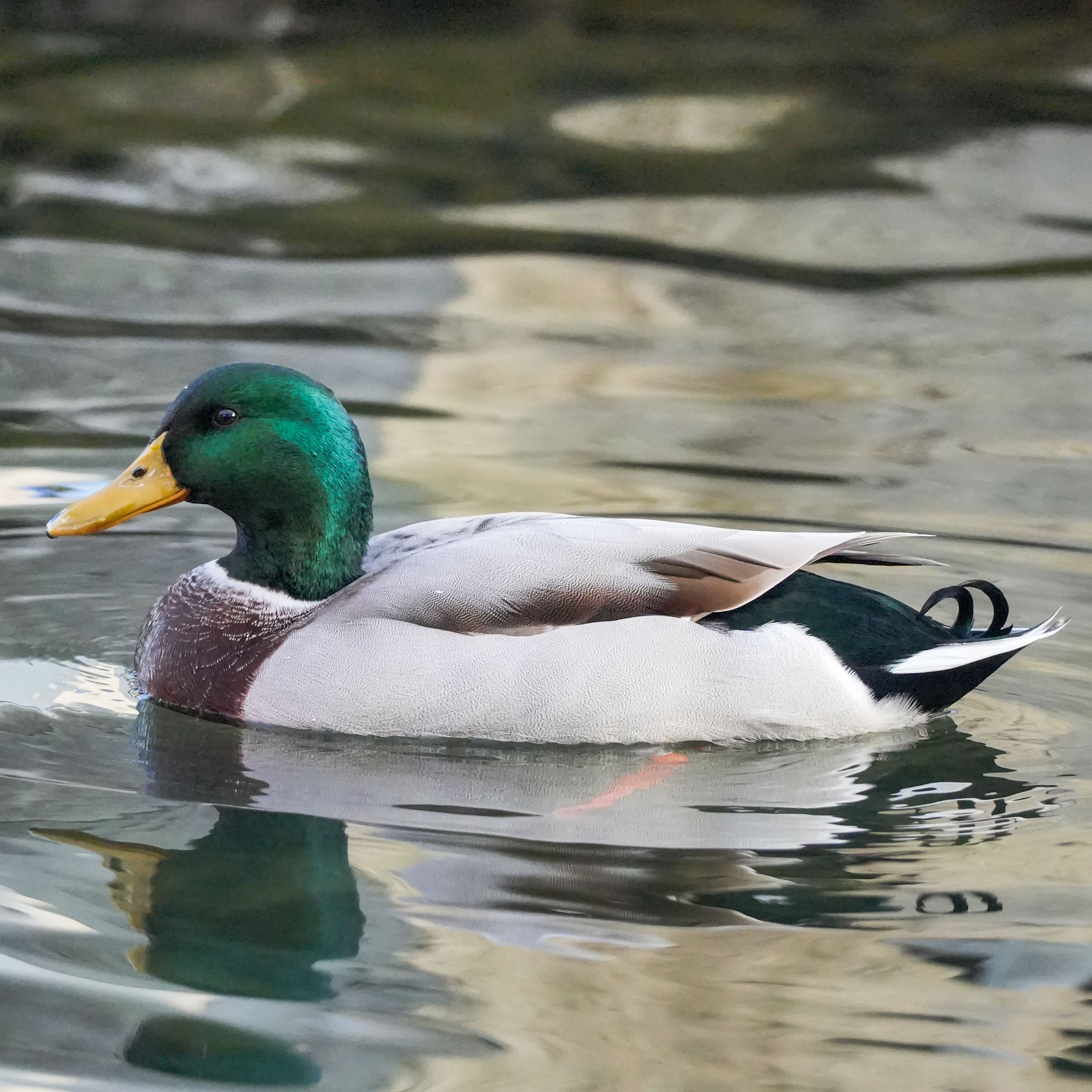Duck