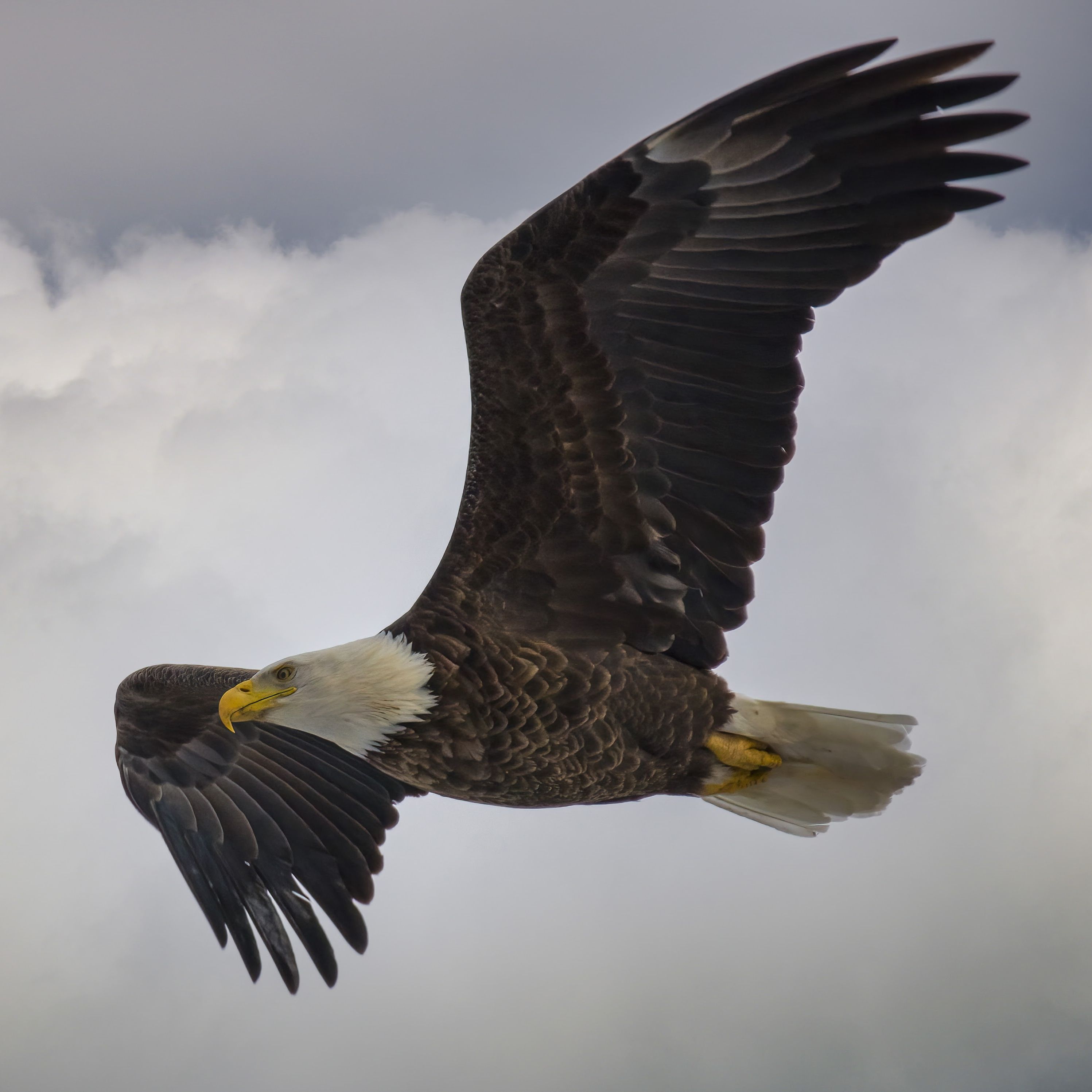 Eagle