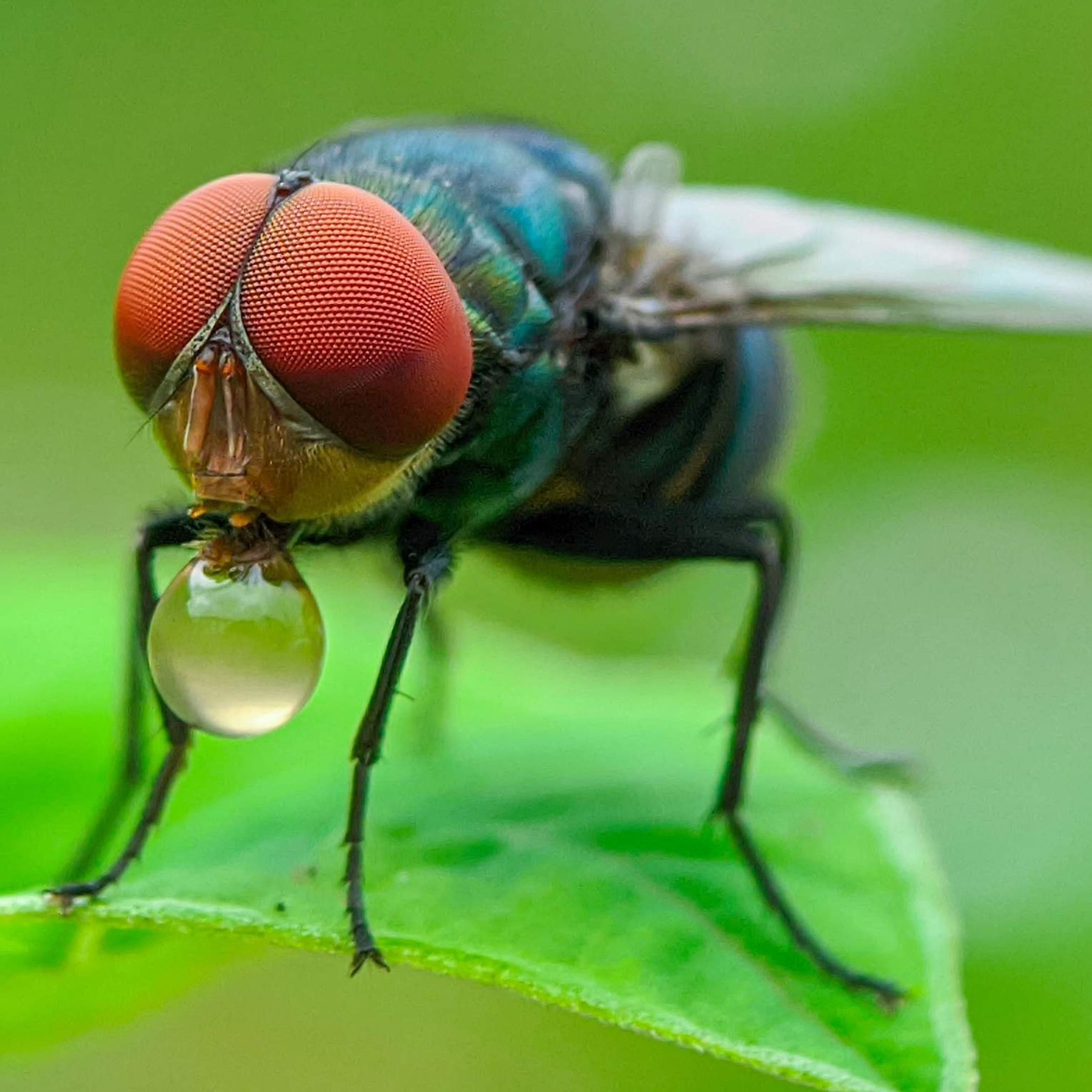 Fly