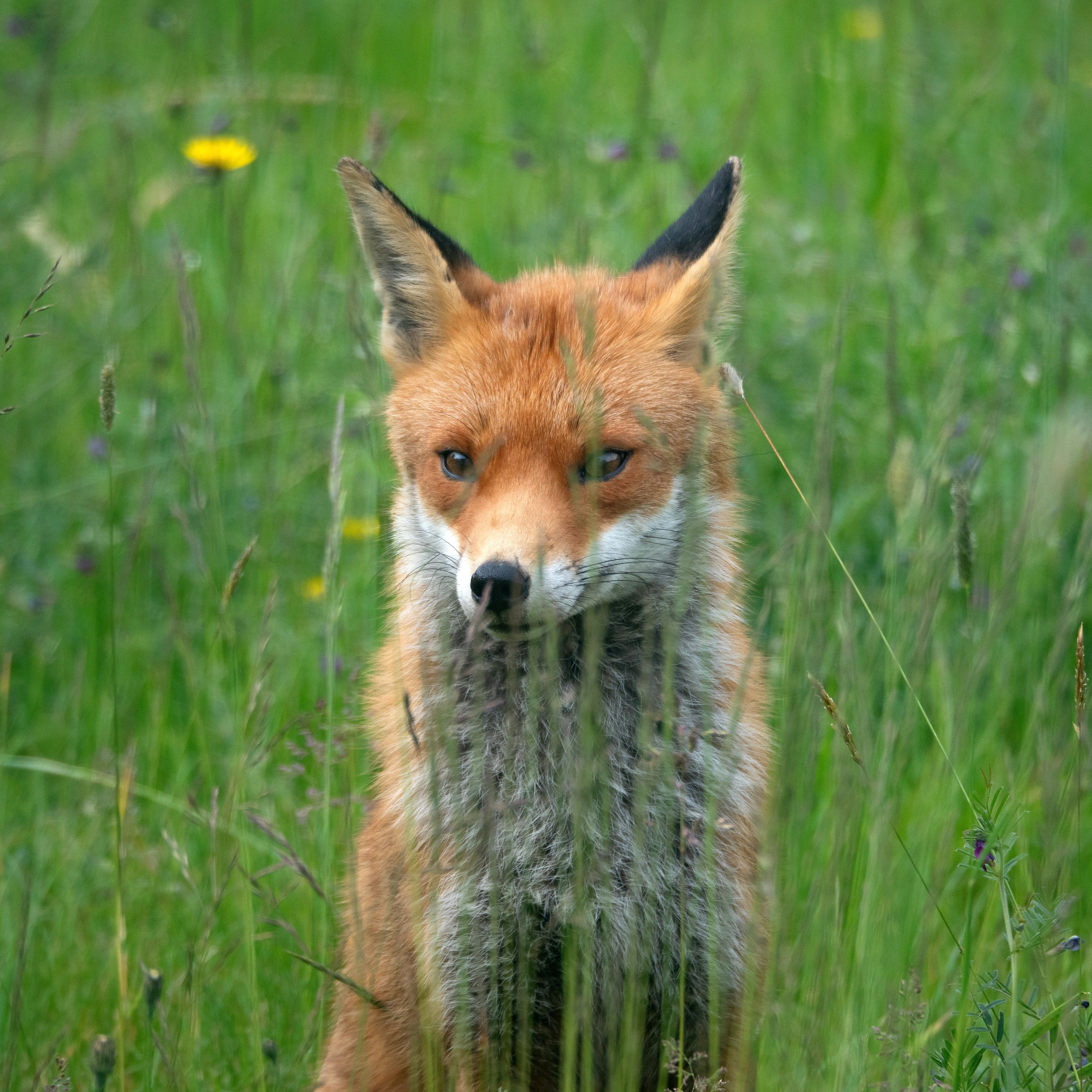 Fox