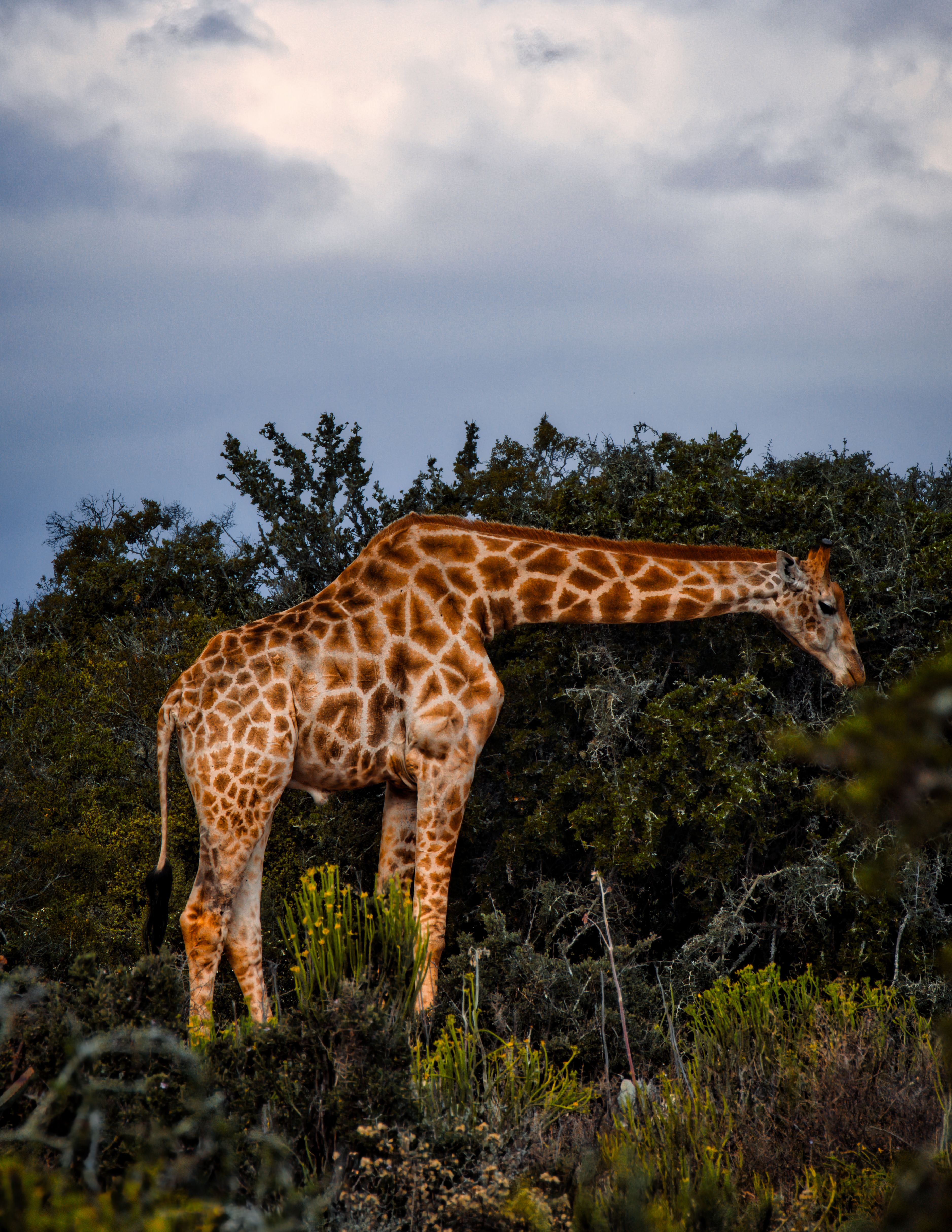 Giraffe