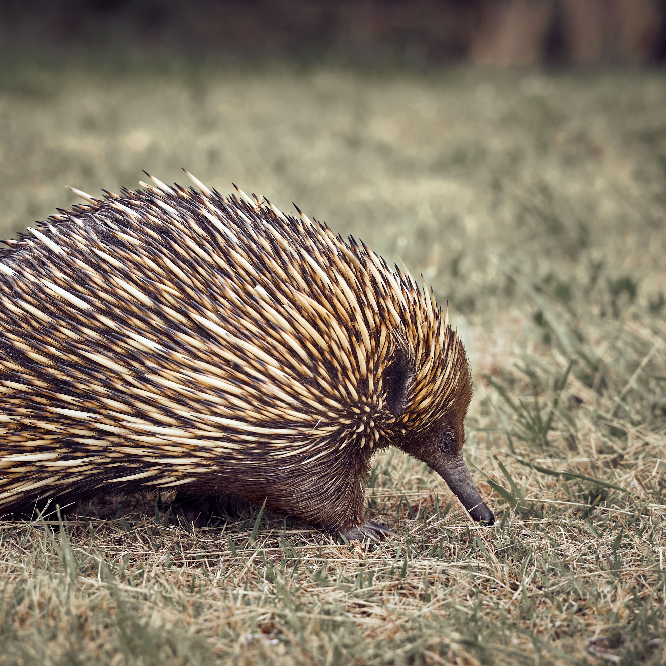 Hedgehog