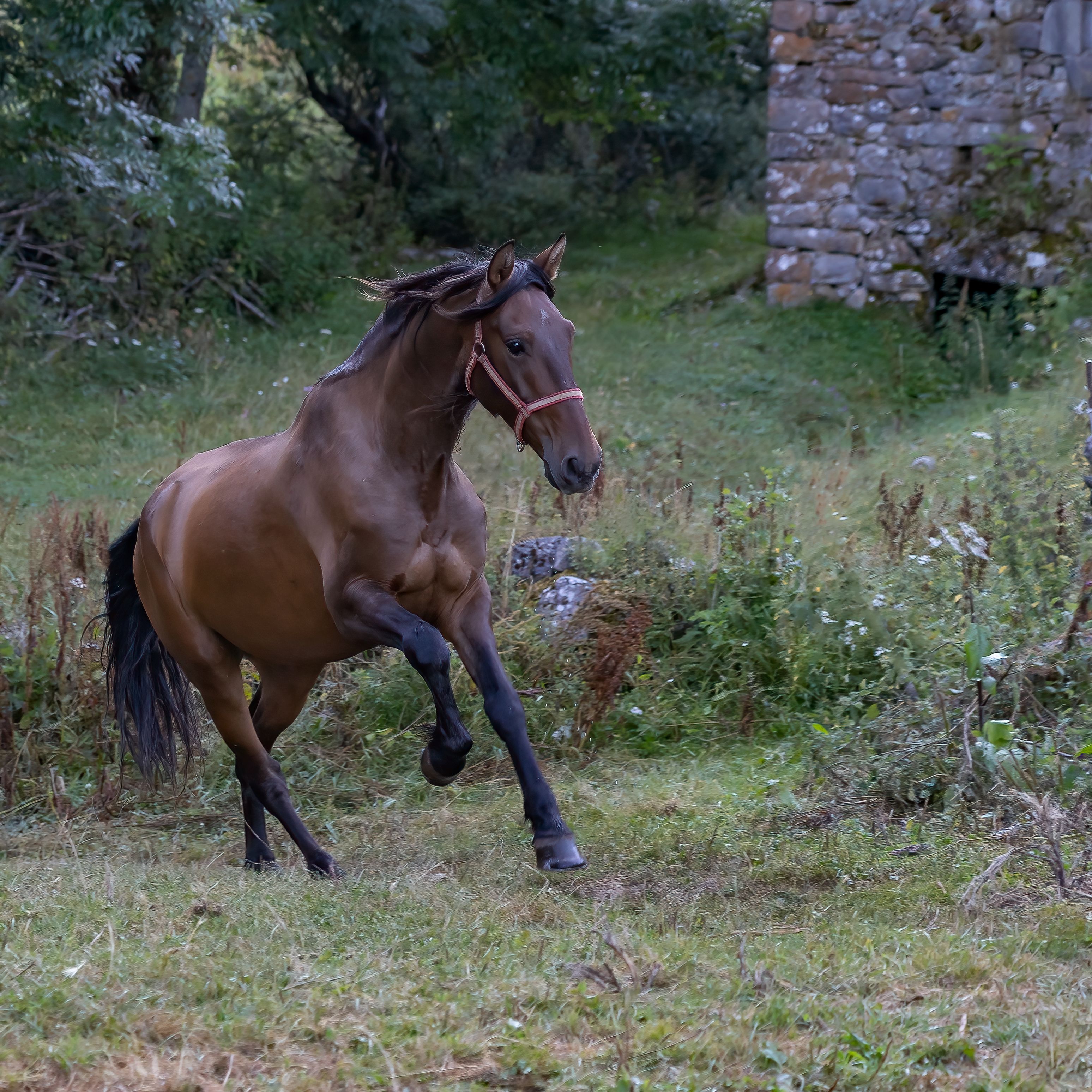 Horse
