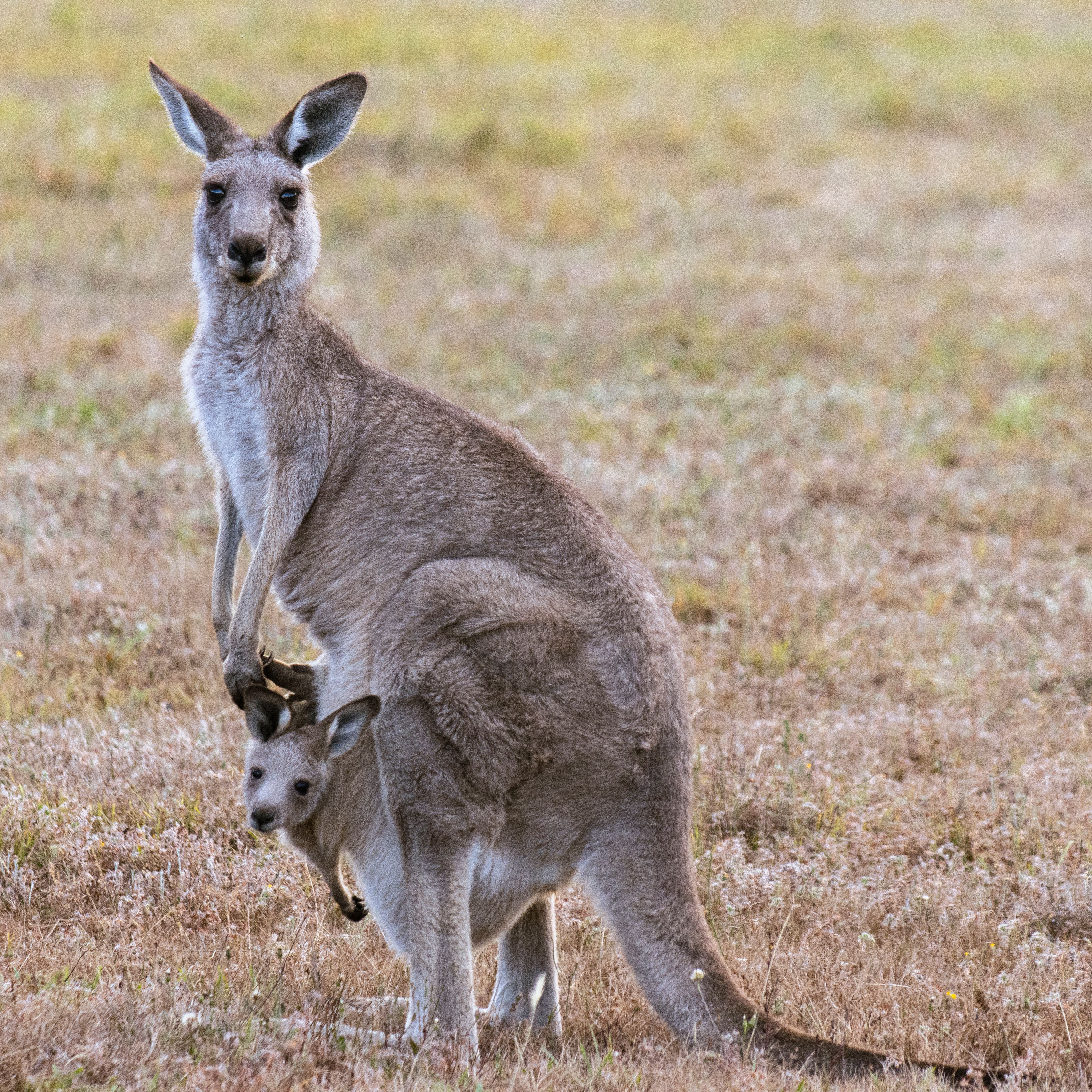 Kangaroo