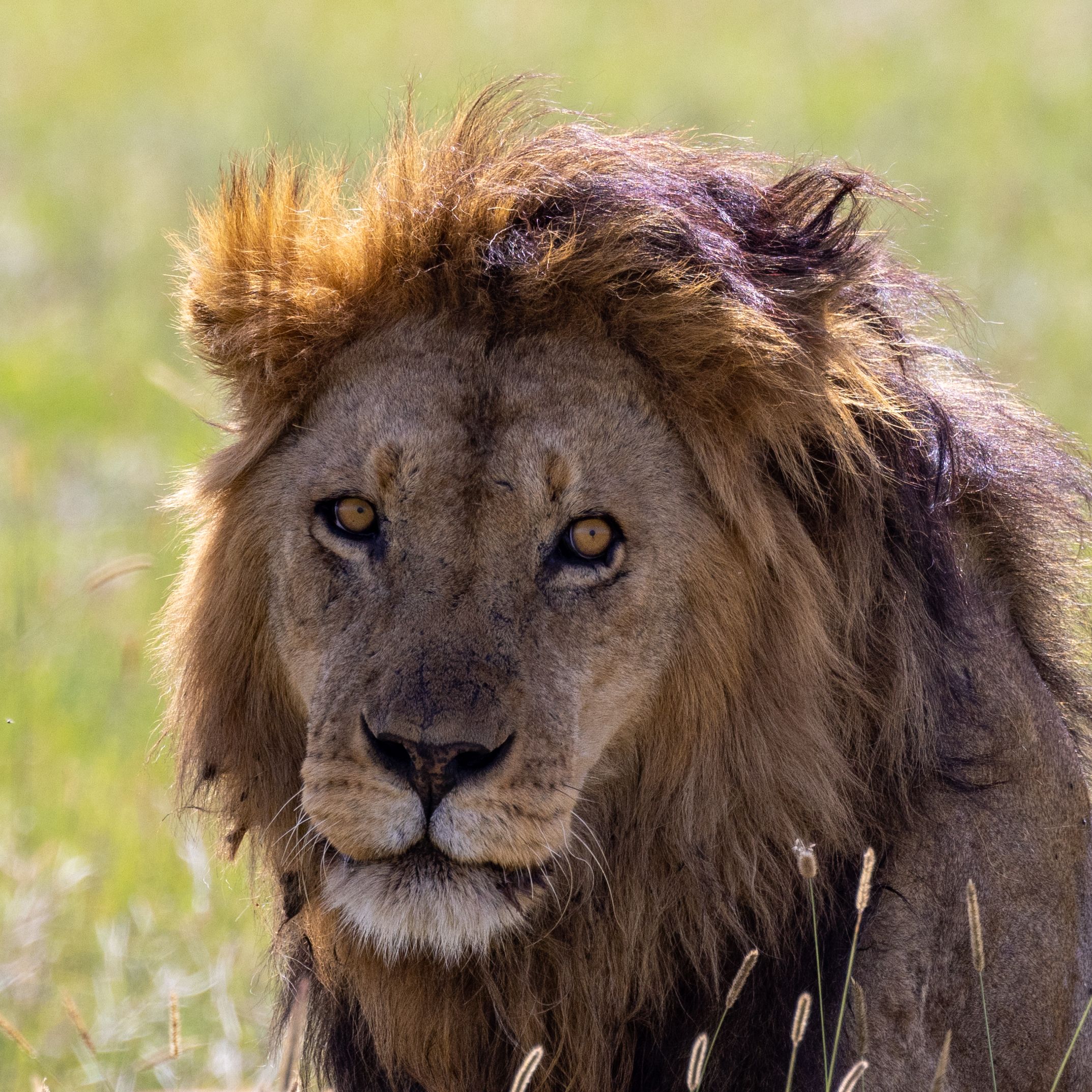 Lion