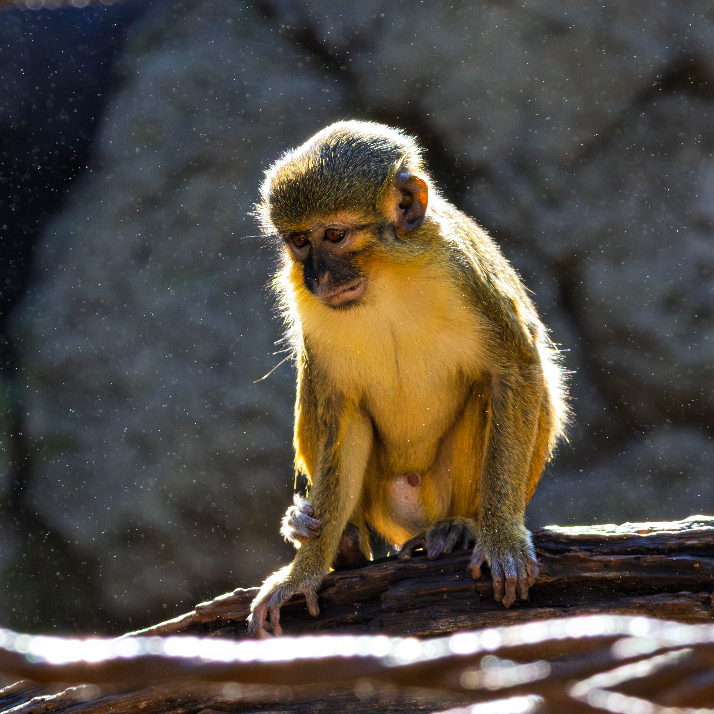 Monkey