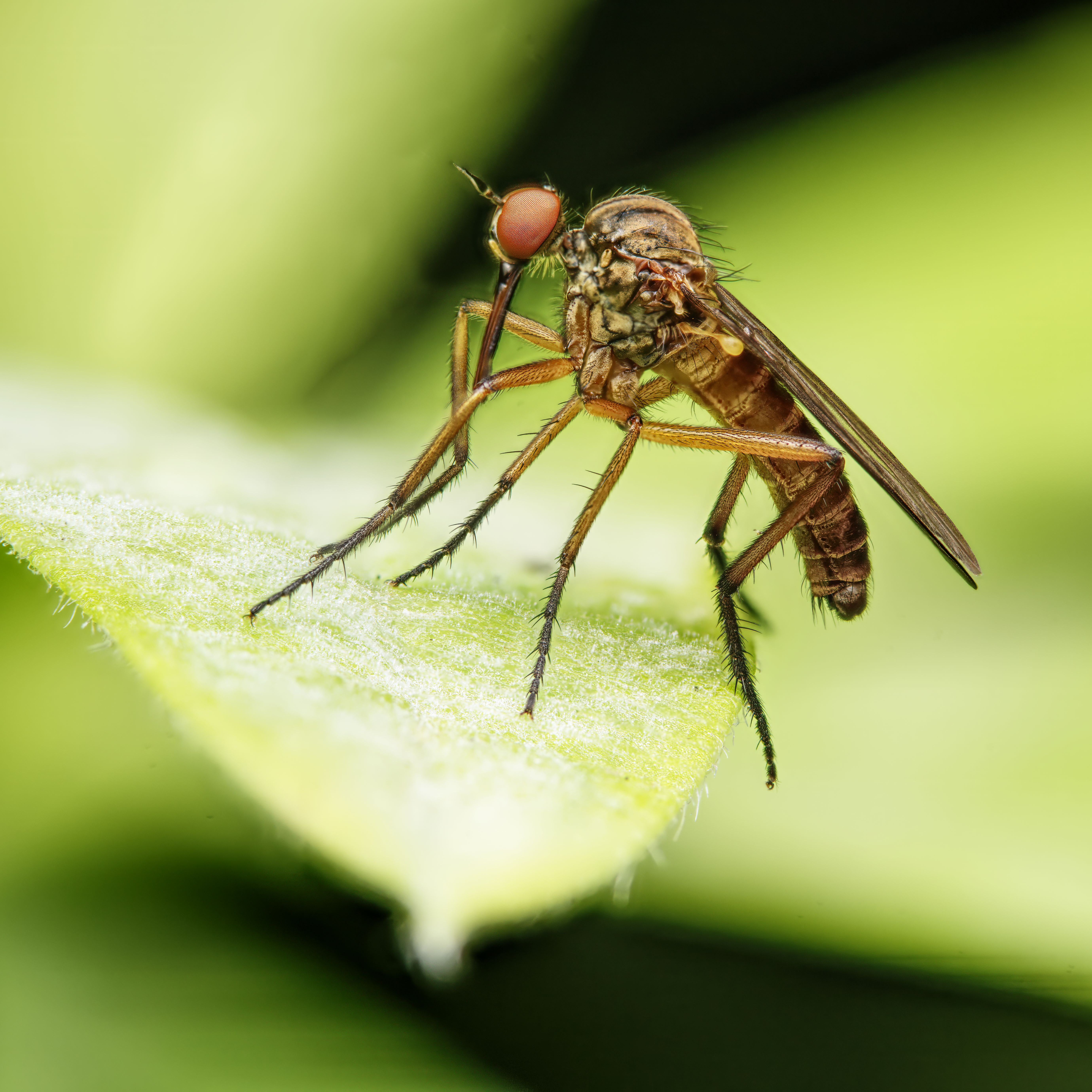Mosquito