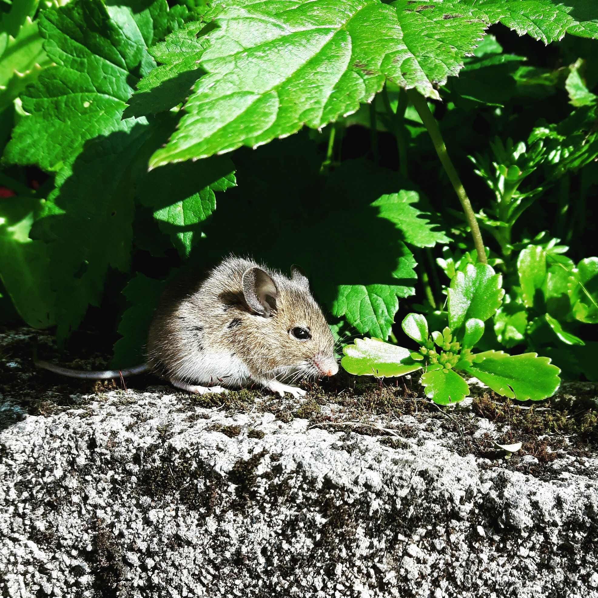 Mouse