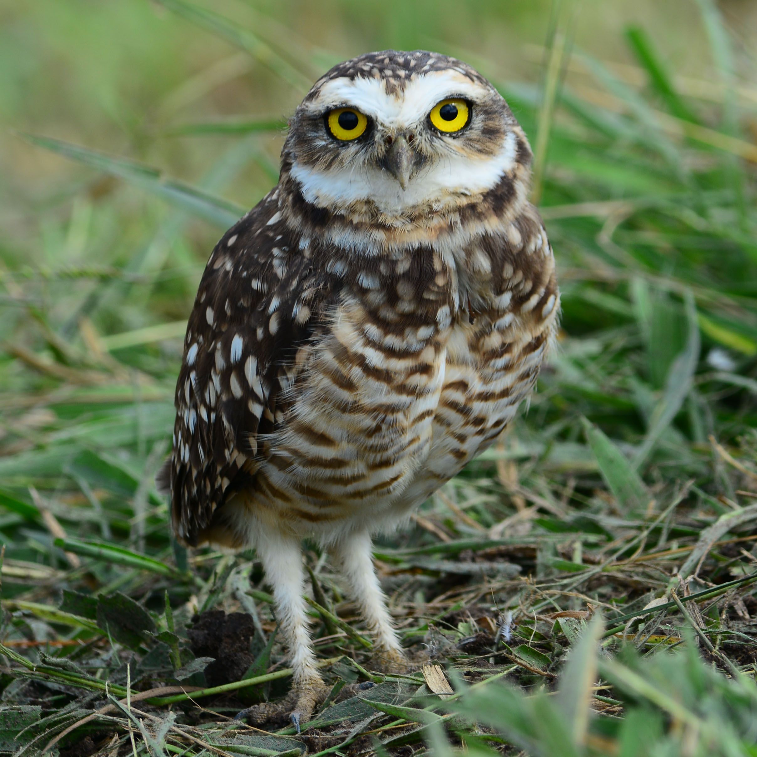 Owl