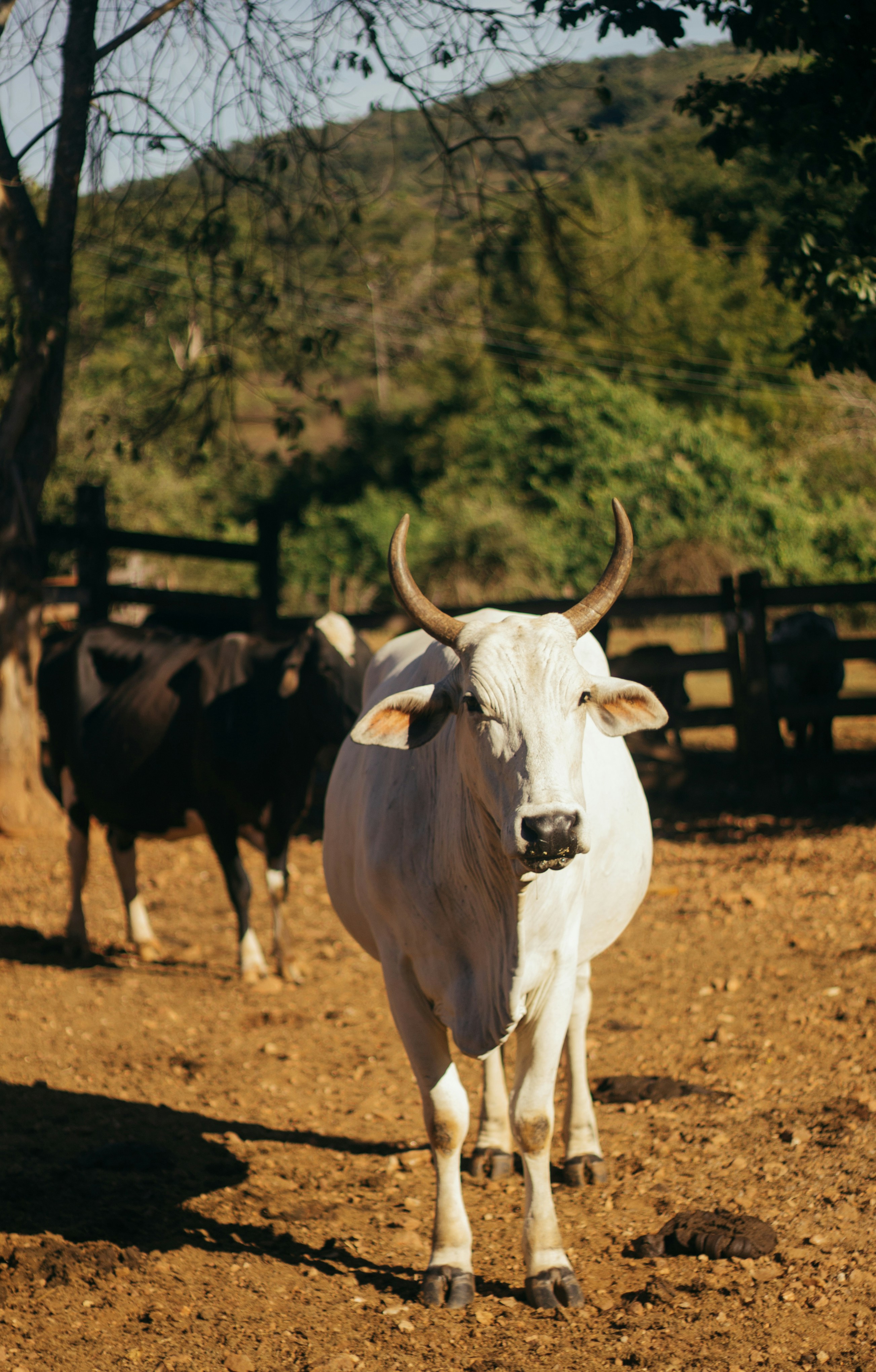 Ox