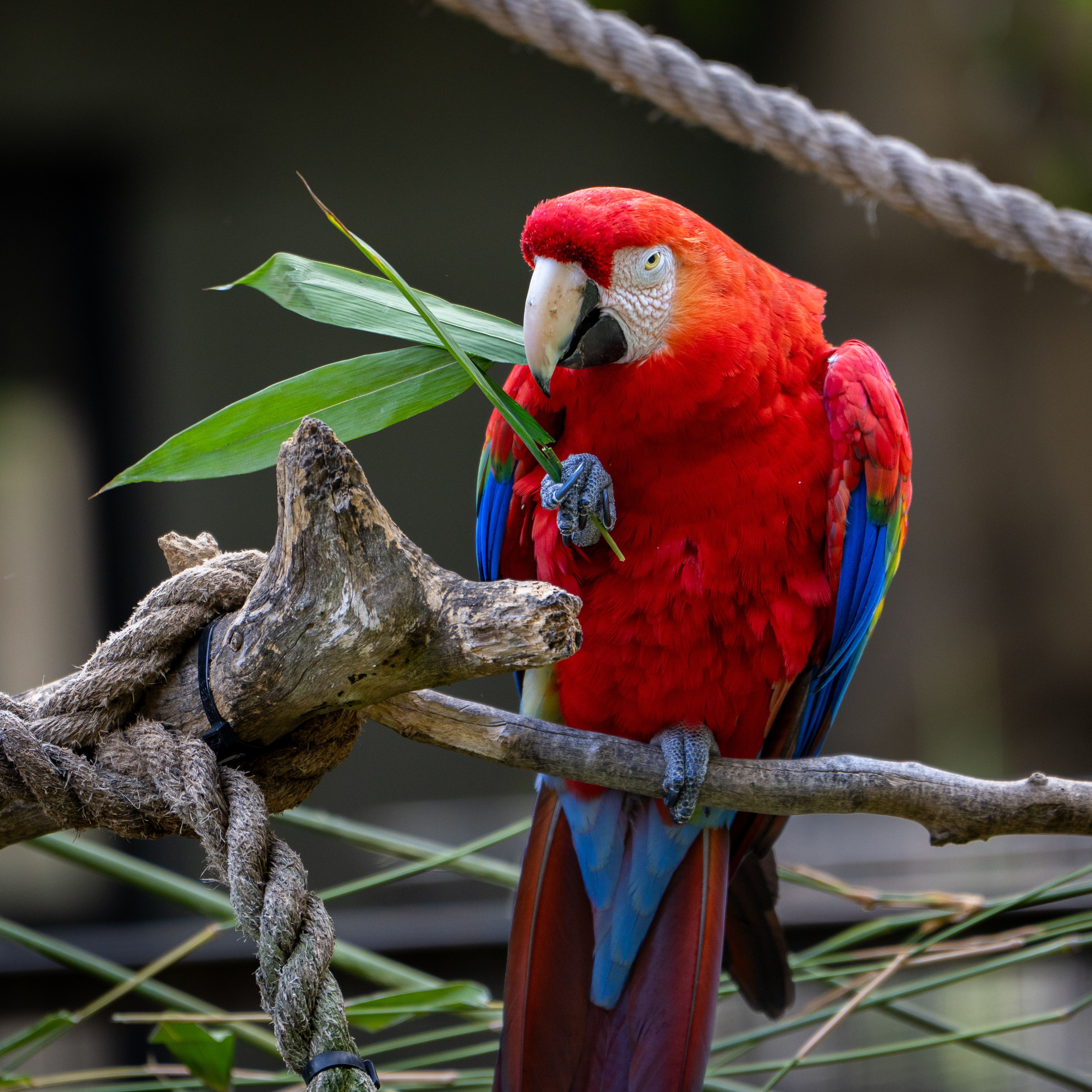 Parrot