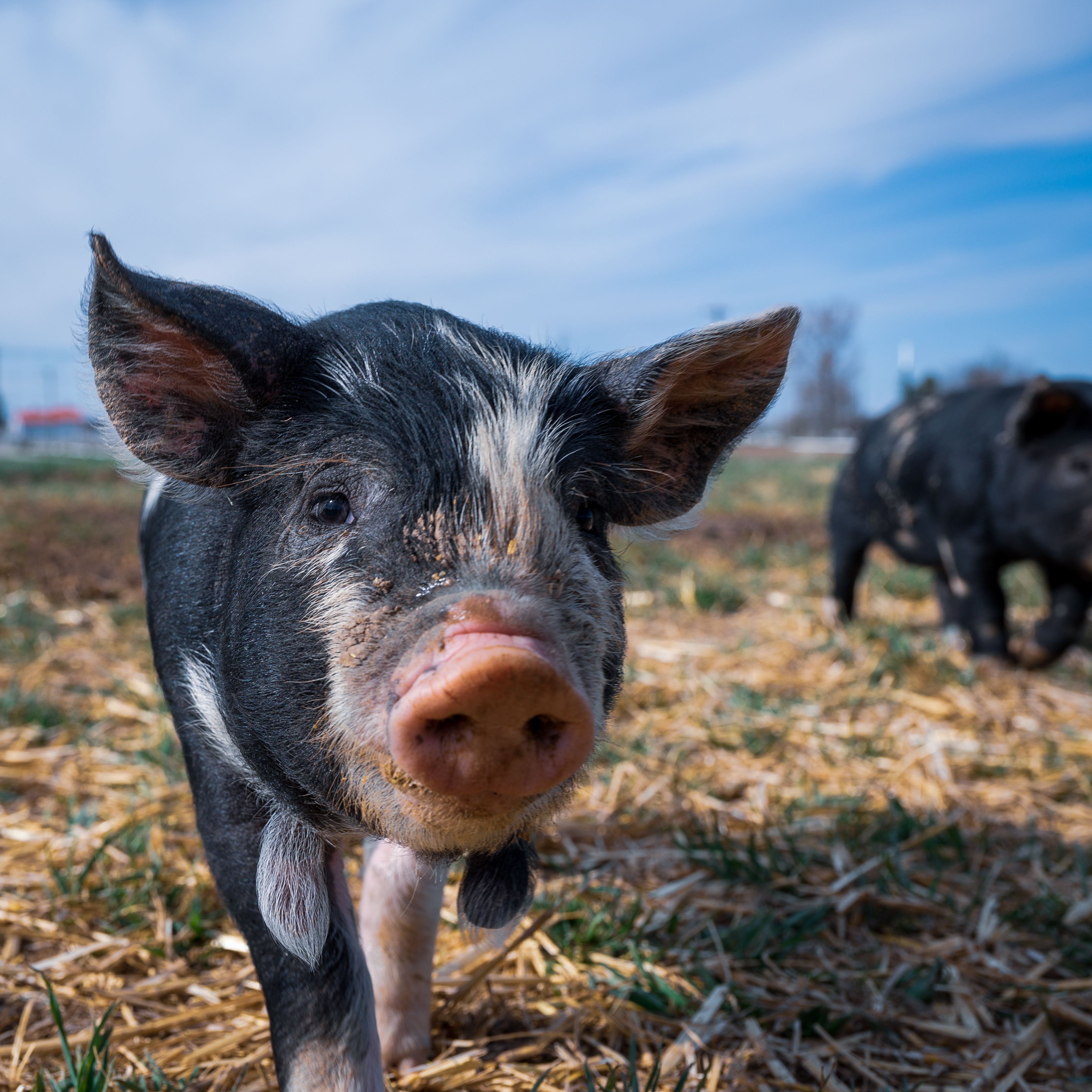 Pig