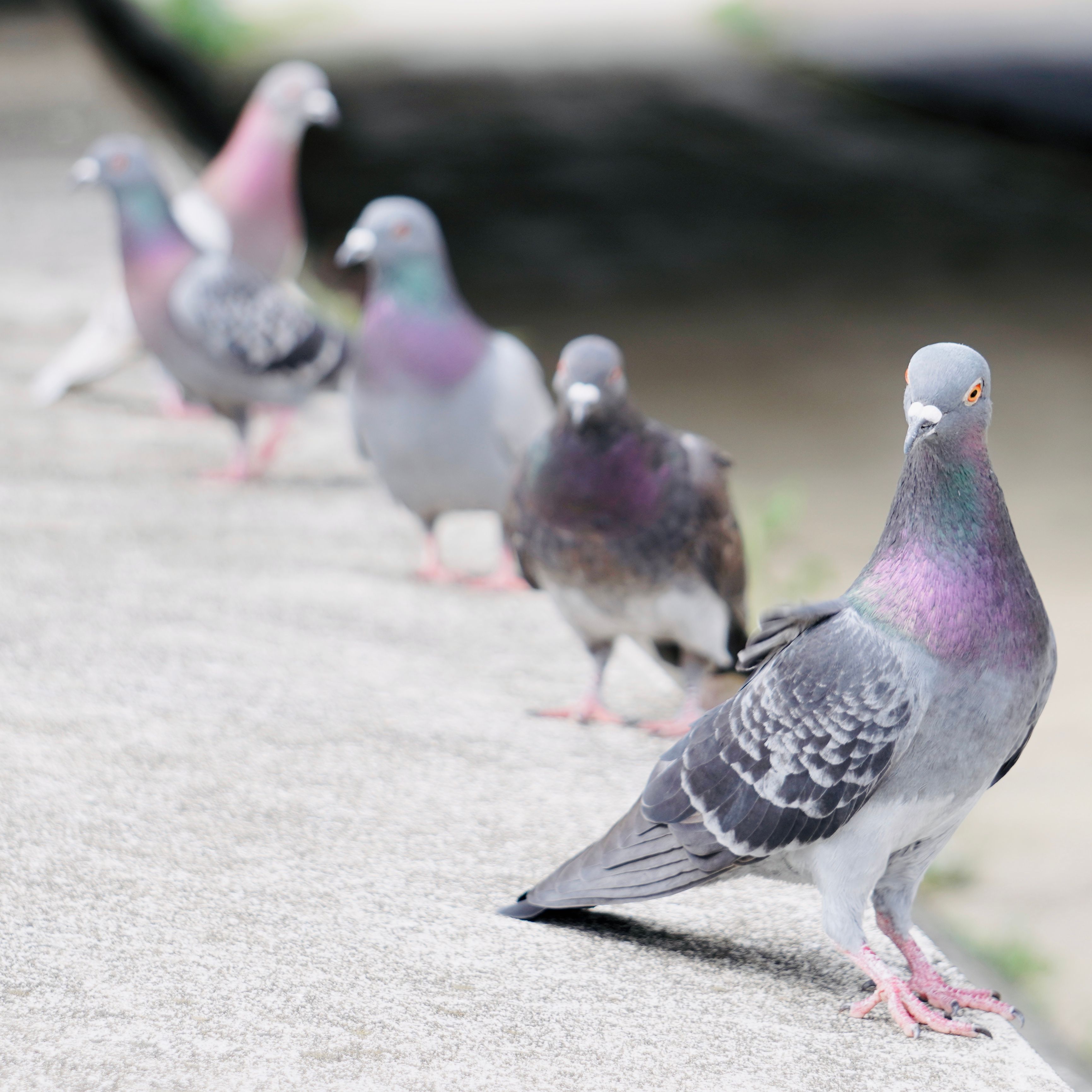 Pigeon