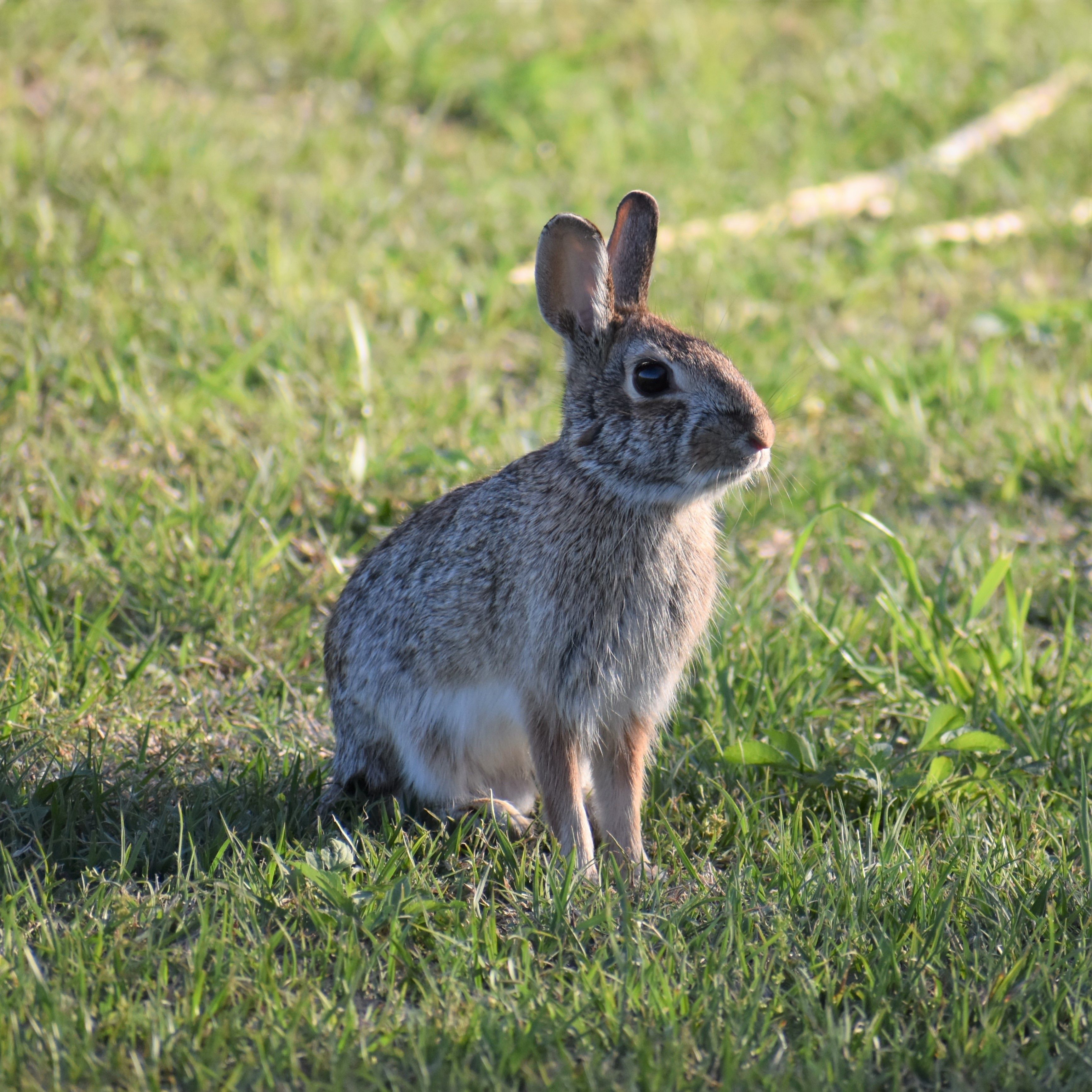 Rabbit