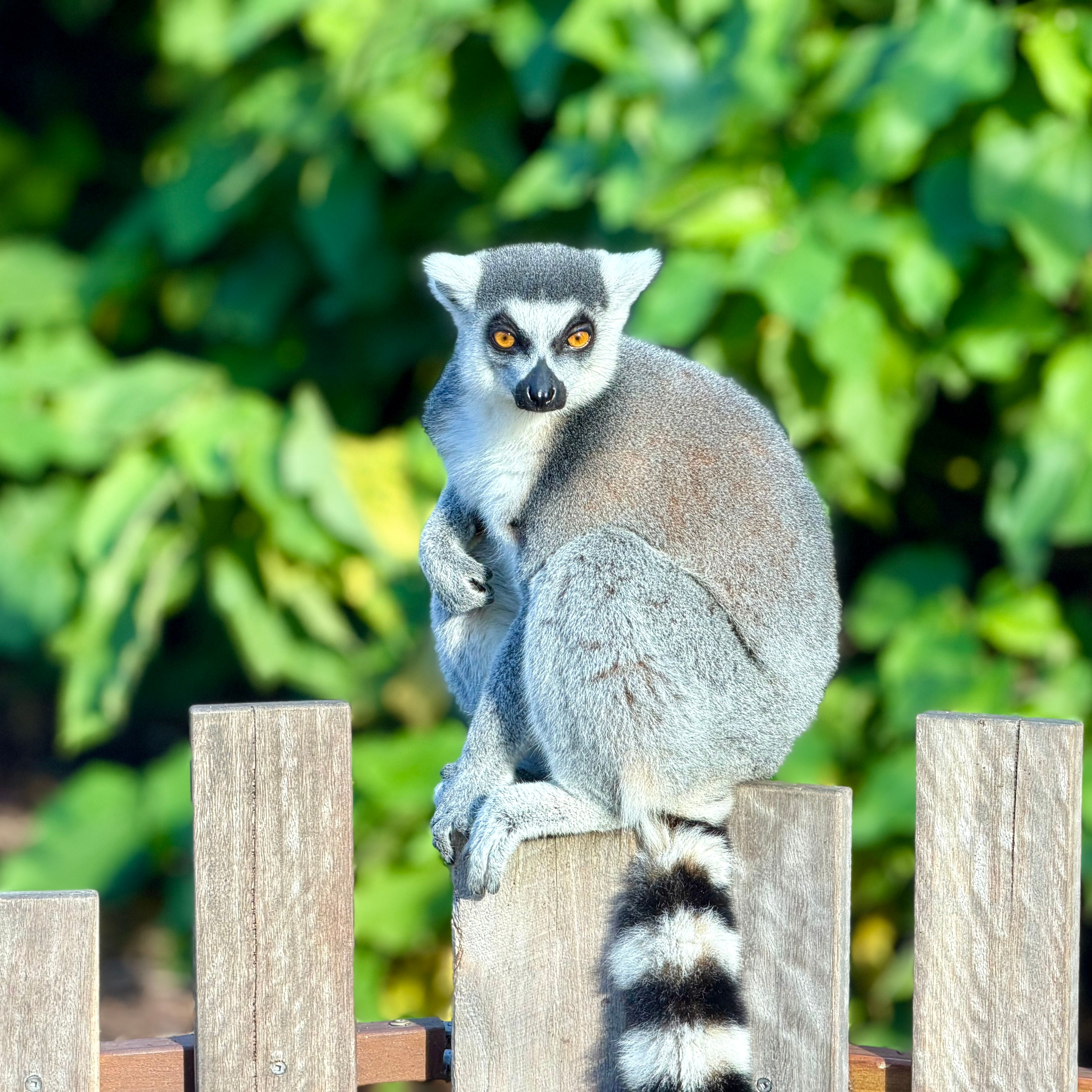 Raccoon