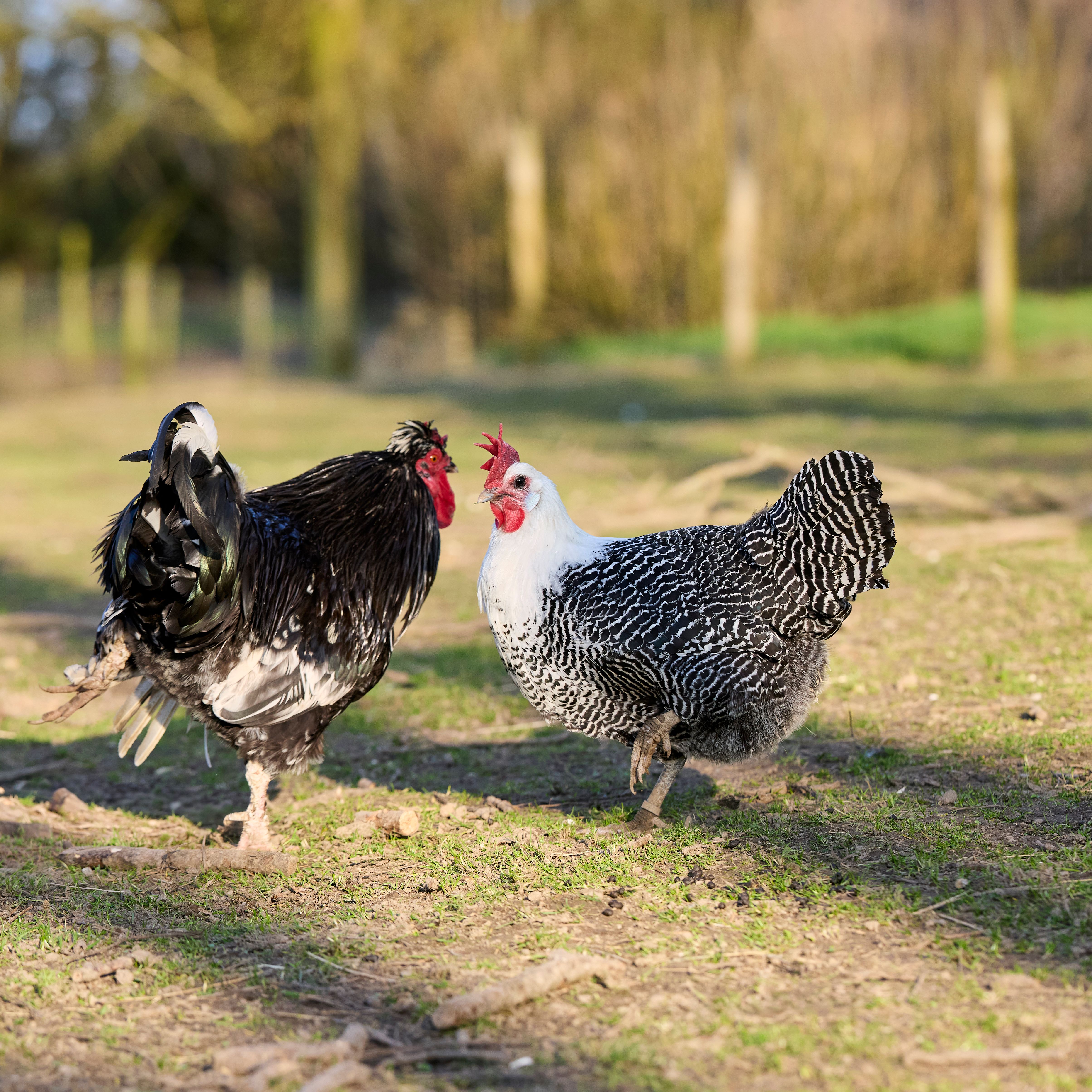 Rooster