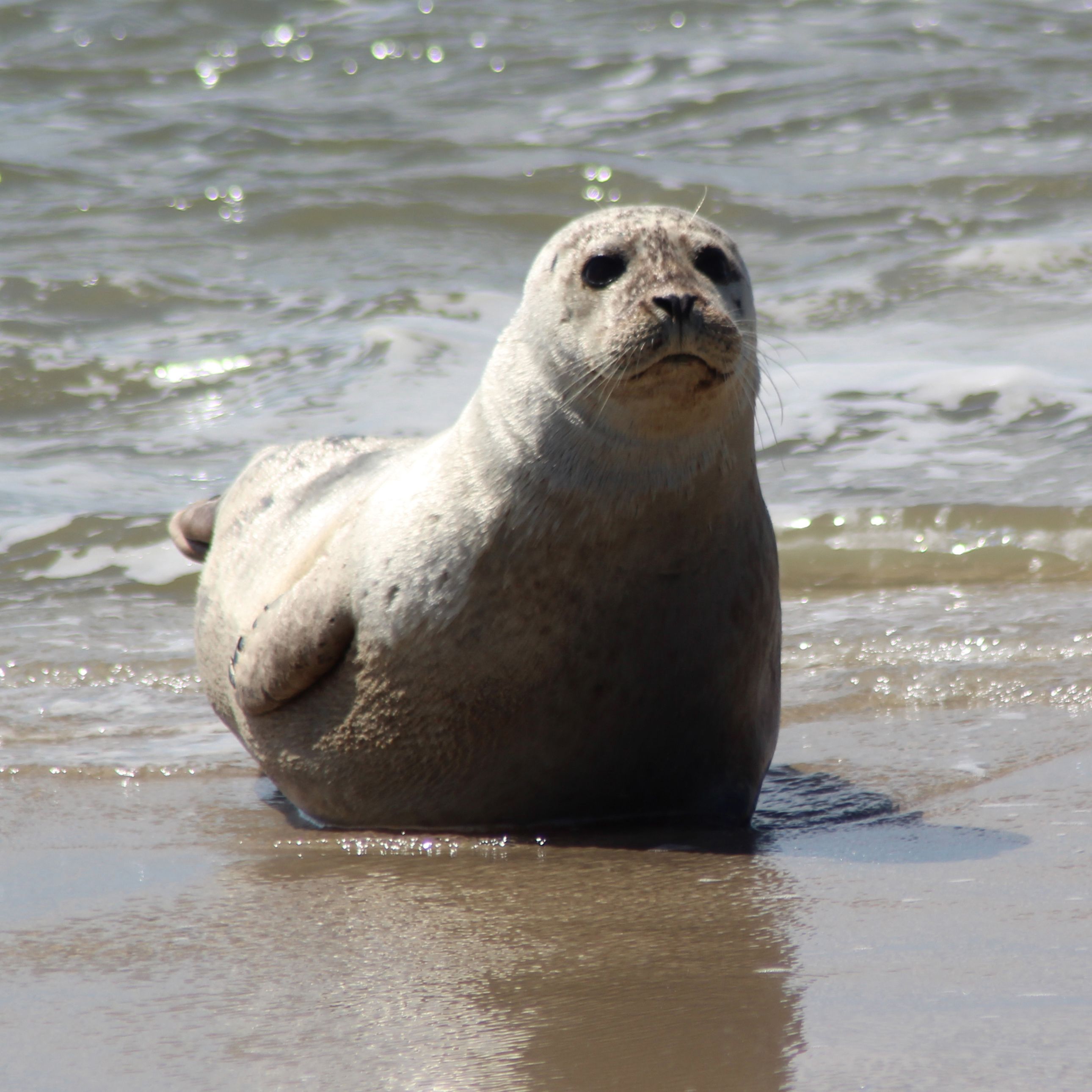 Seal