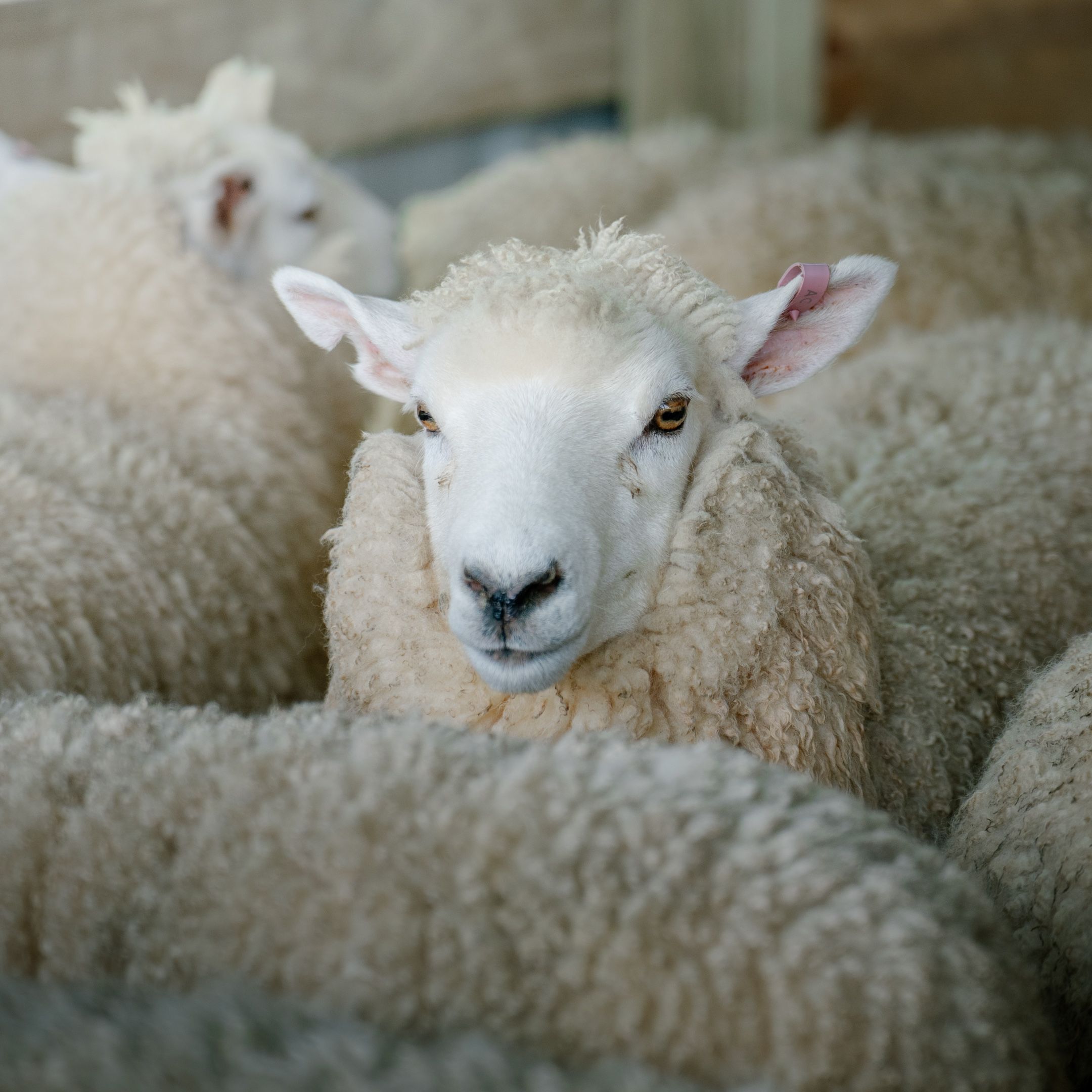 Sheep
