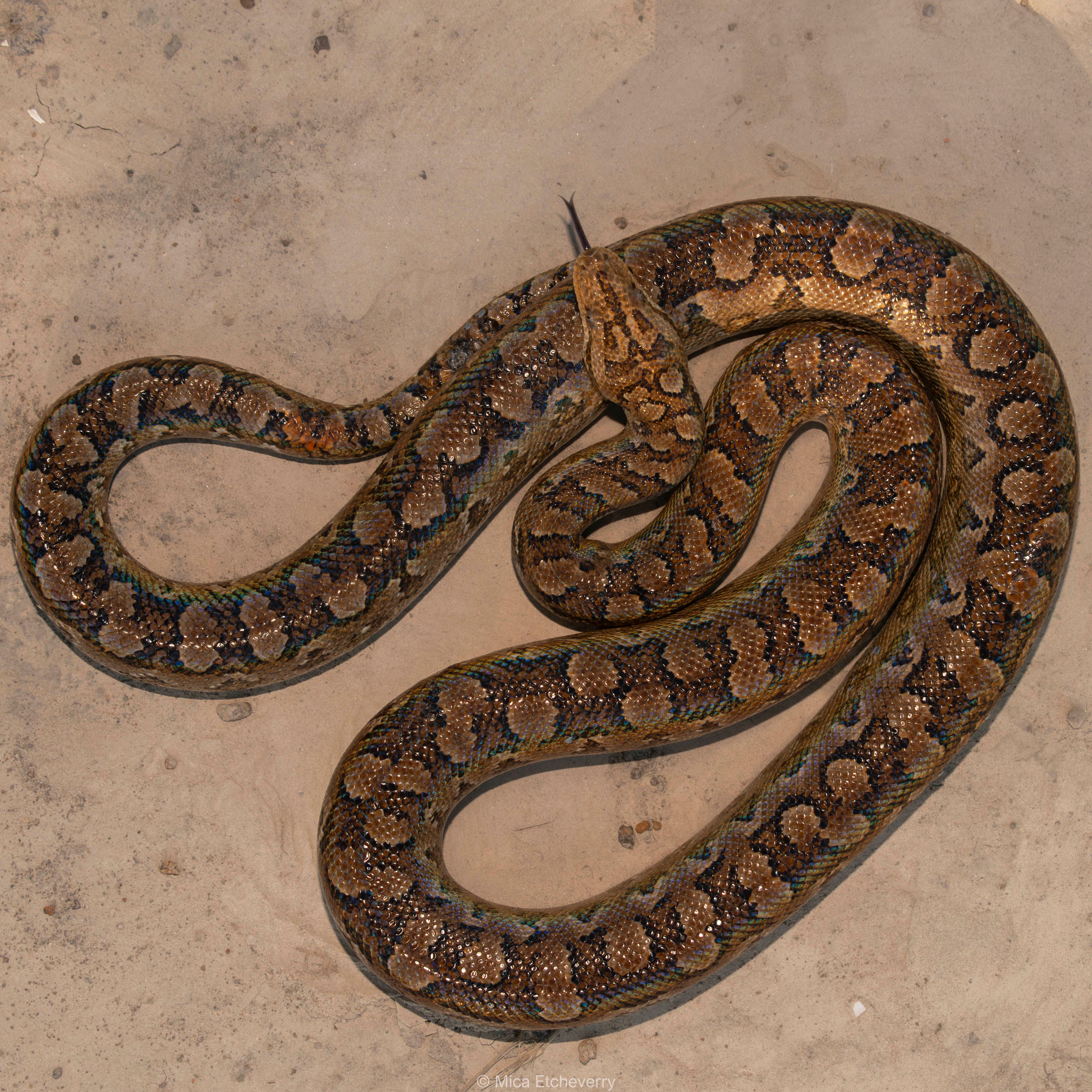 Snake