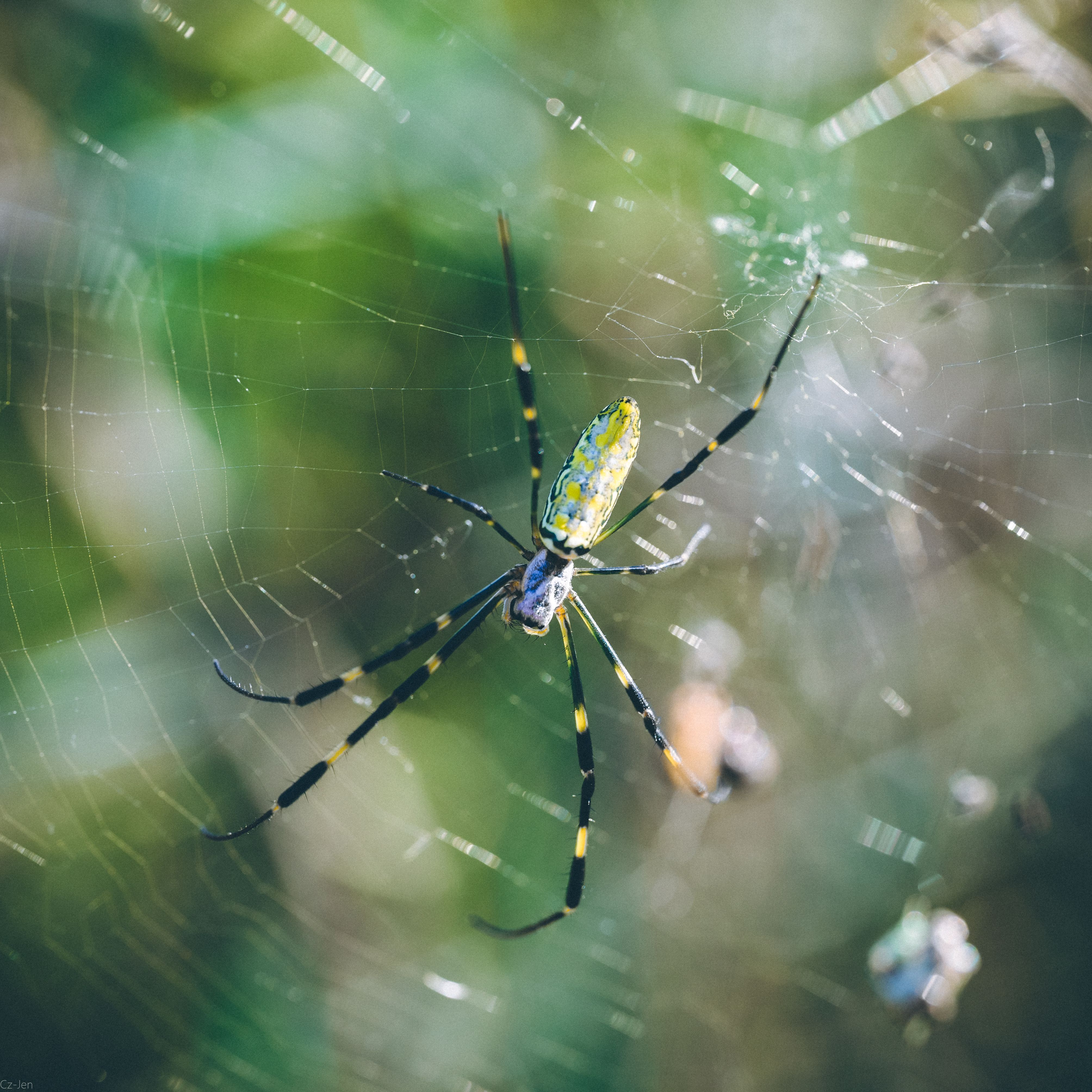 Spider
