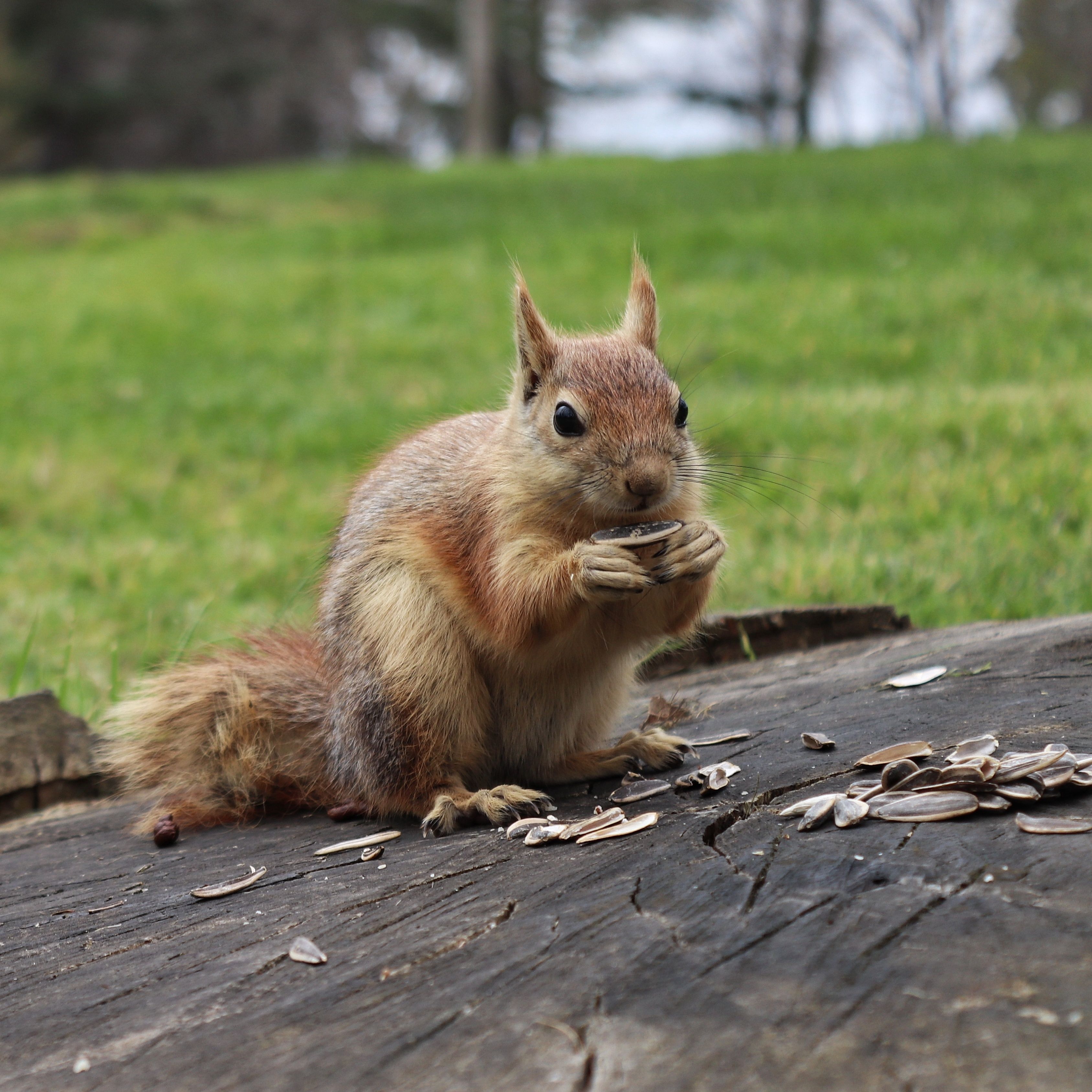 Squirrel