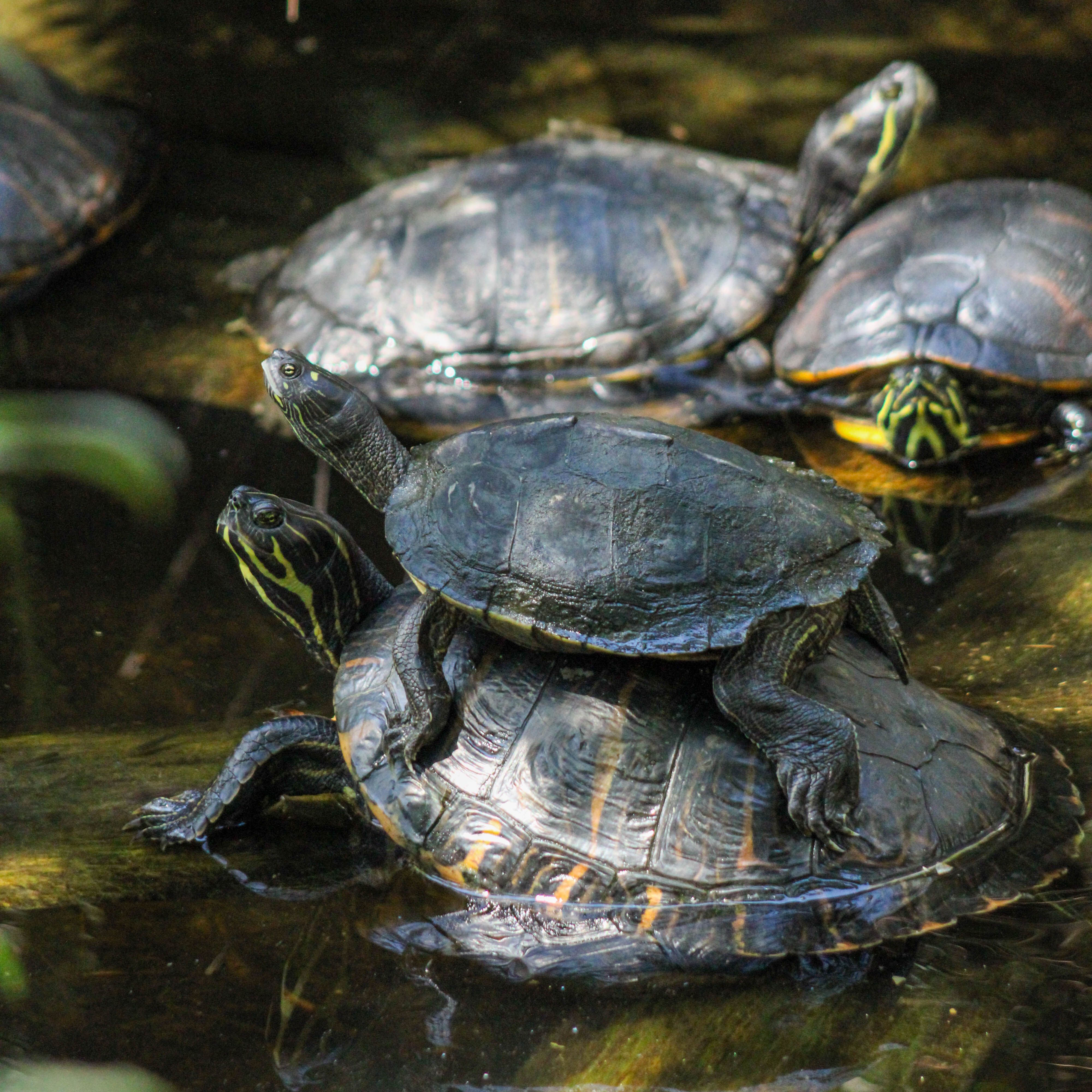 Turtle