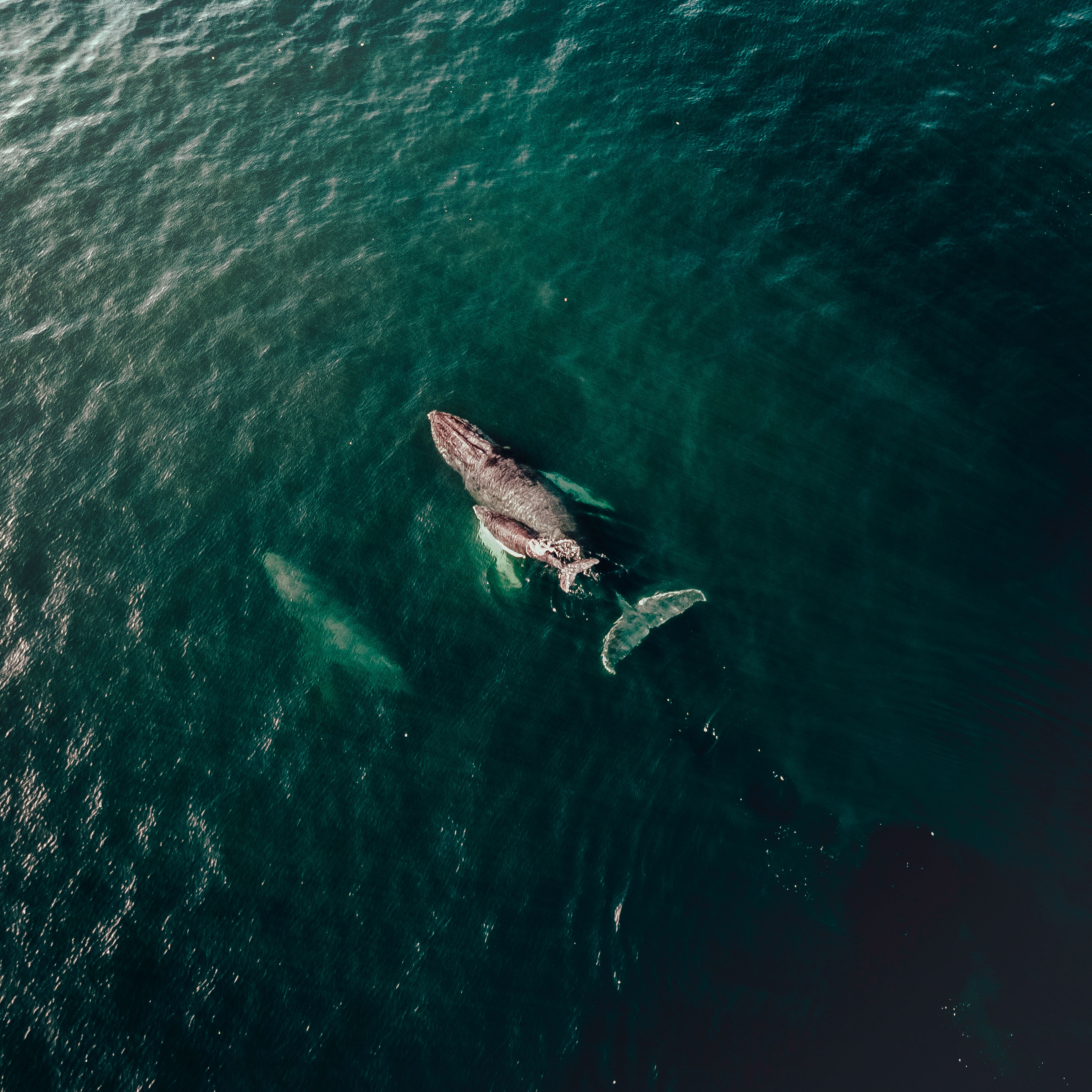 Whale