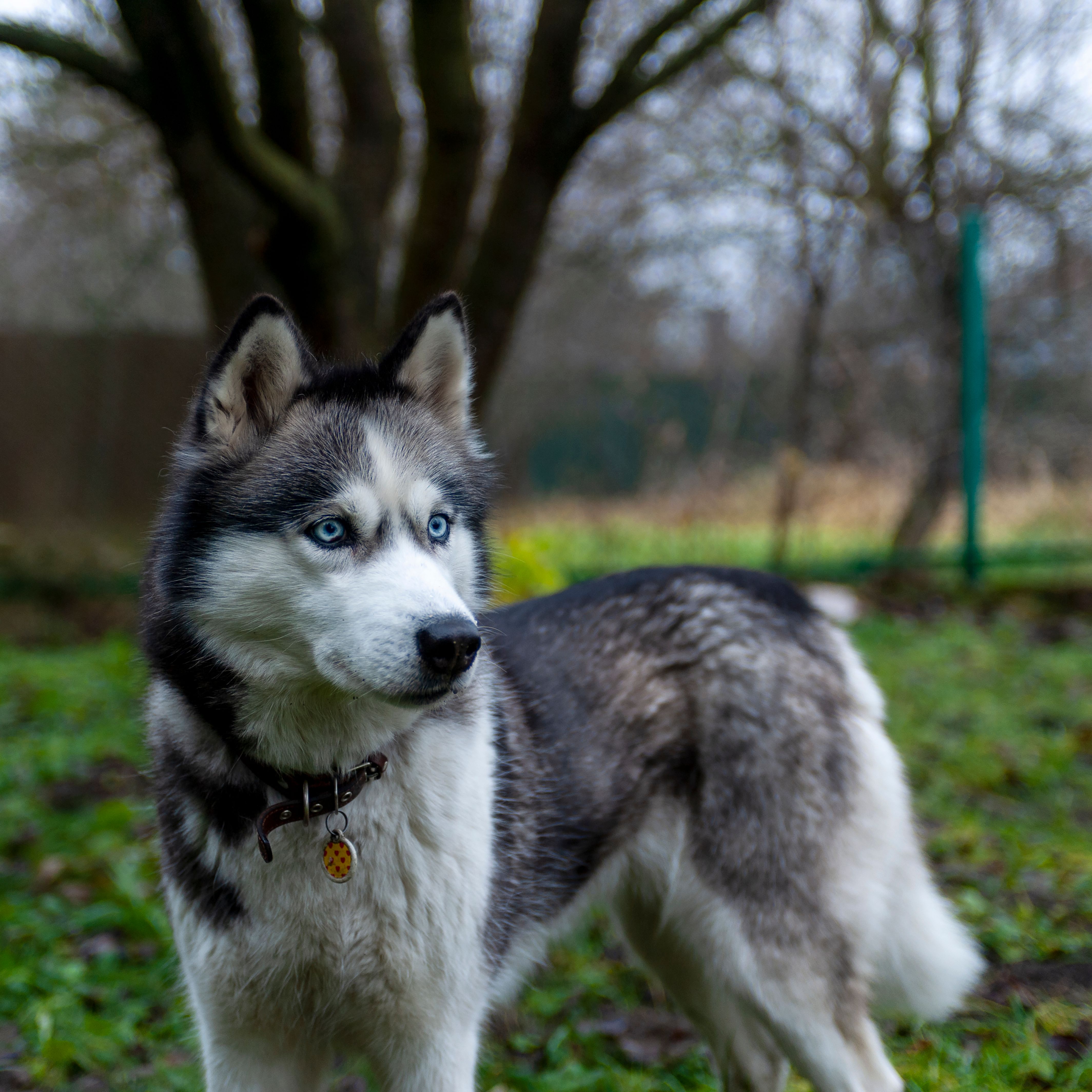 Wolf